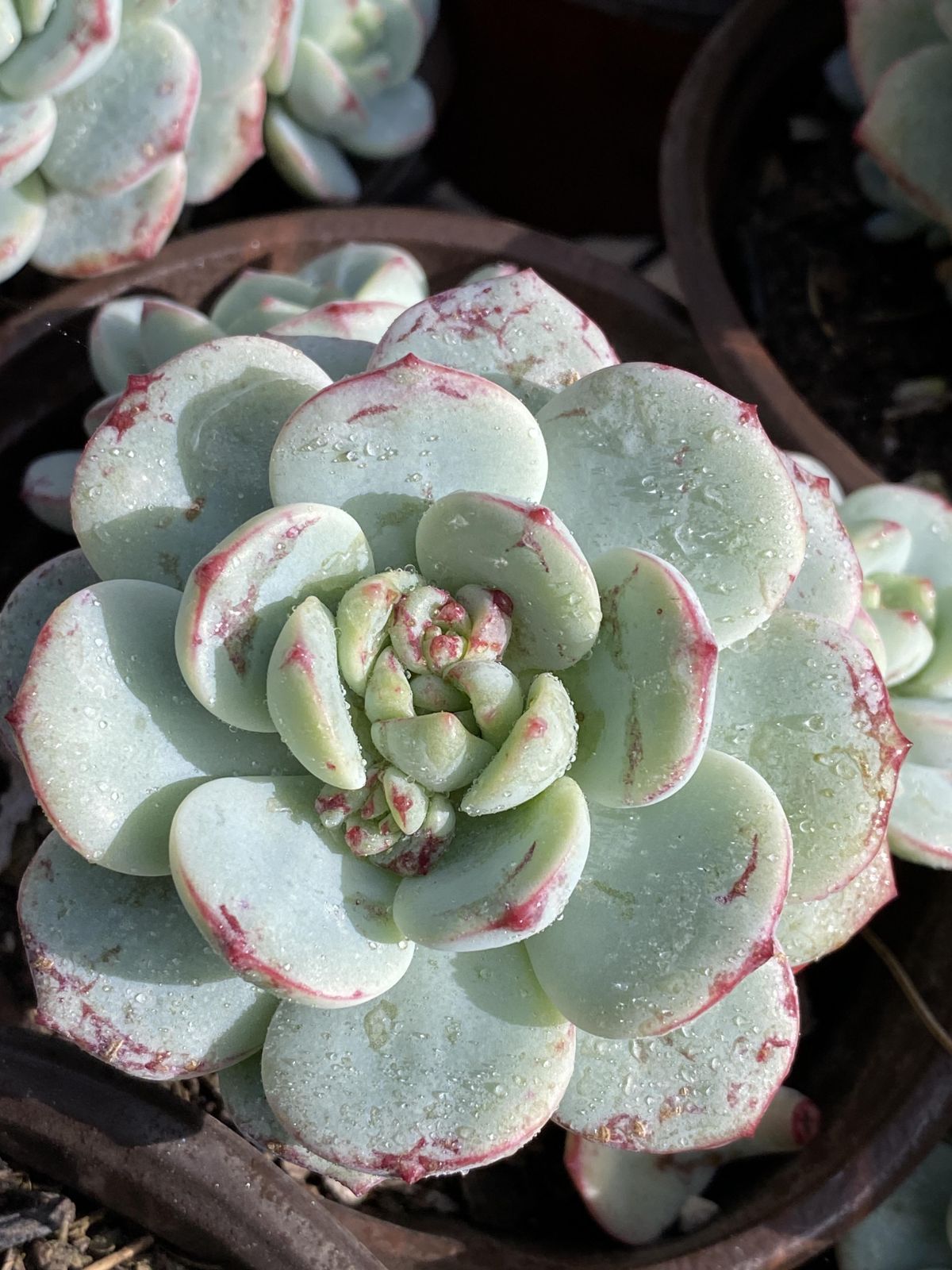 多肉植物 Z2448 バニラ 18株 抜き苗 エケベリア セダム アエオニウム