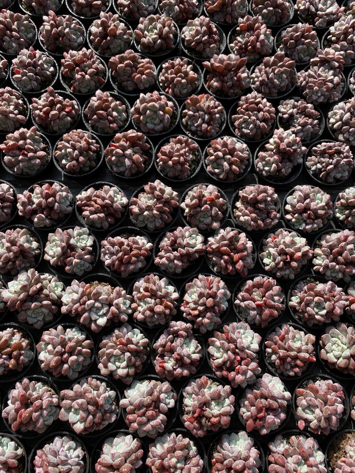 多肉植物 Z2491 サファイア 50株 抜き苗 エケベリア セダム