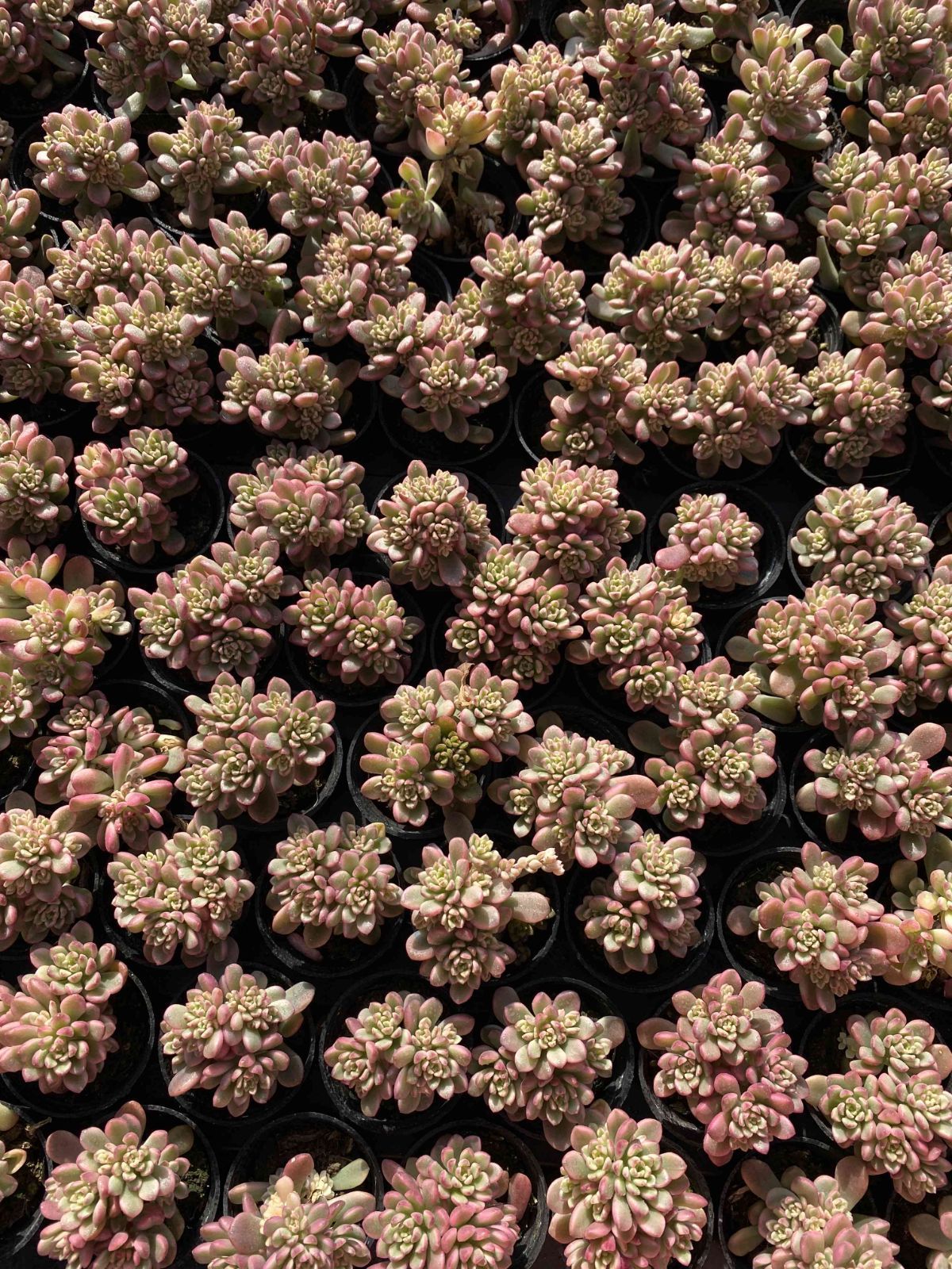 多肉植物　韓国苗　コールドブーケ　２株　発根済み 多肉植物 韓国苗 コールドブーケ 2株 発根済み Amazon｜A！！多肉植物