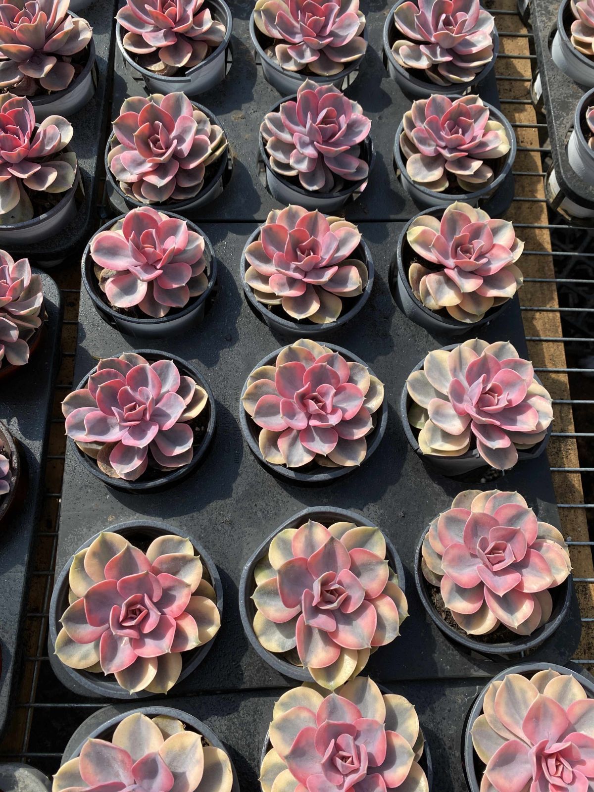 多肉植物 Z2498 シラクニシキ 24株 抜き苗 エケベリア セダム