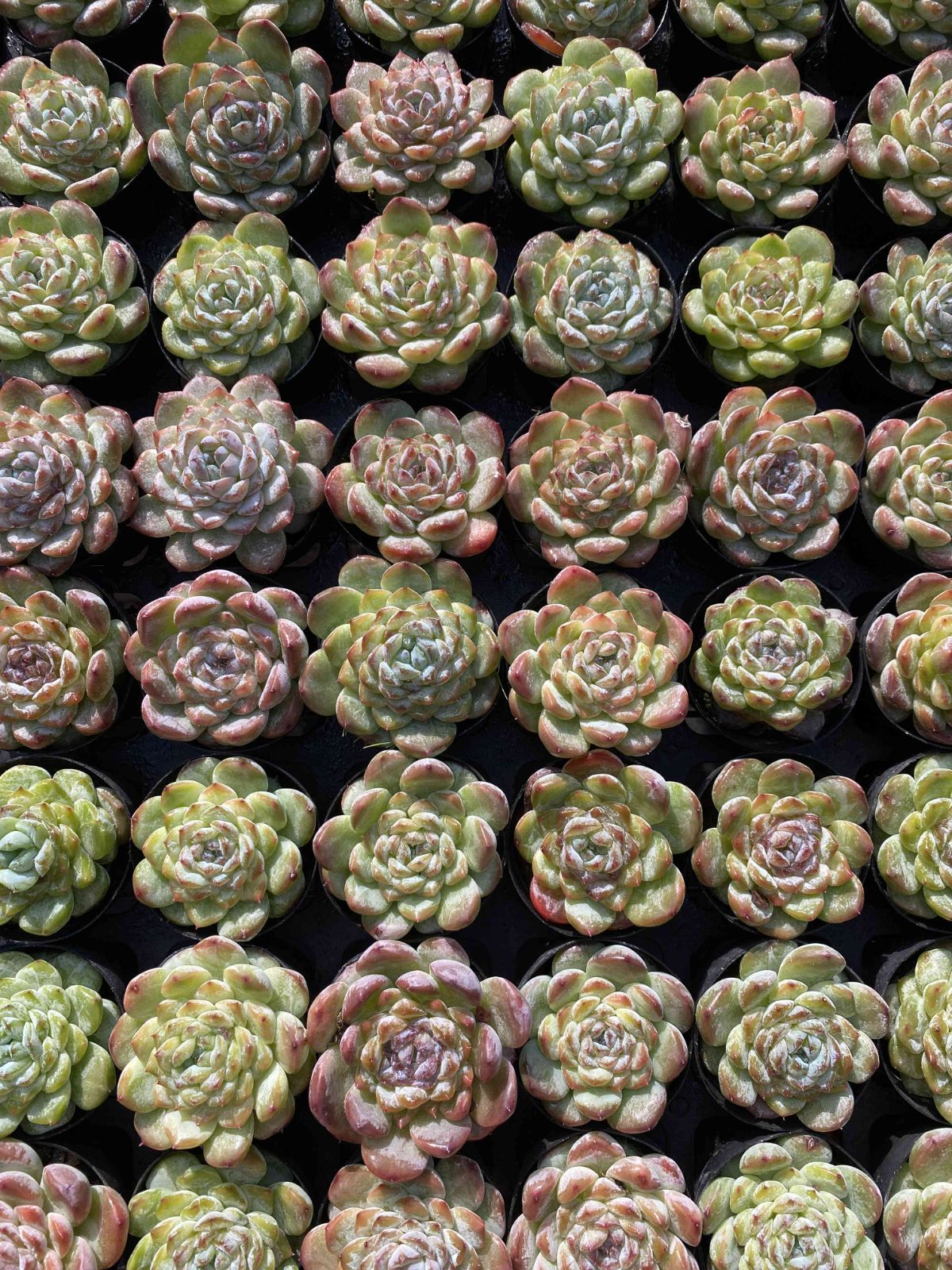 多肉植物　韓国苗　オールドエッグ　抜き苗 多肉植物 Z2457 トウシンヒョウハク 50株 抜き苗 エケベリア セダム