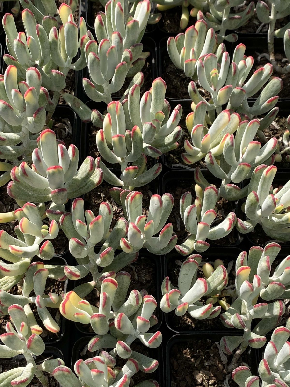 多肉植物 Z2516 ボールヨウフクジョウ 50株 抜き苗 エケベリア セダム