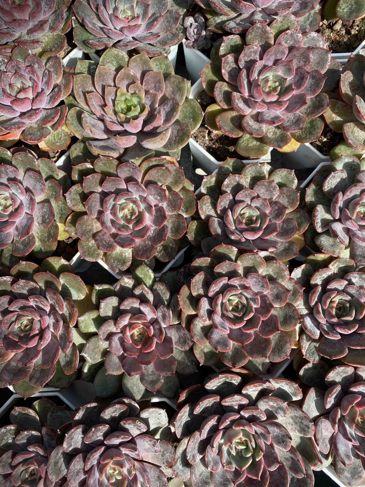 多肉植物 Z2465 レッドローズ 50株 抜き苗 エケベリア セダム