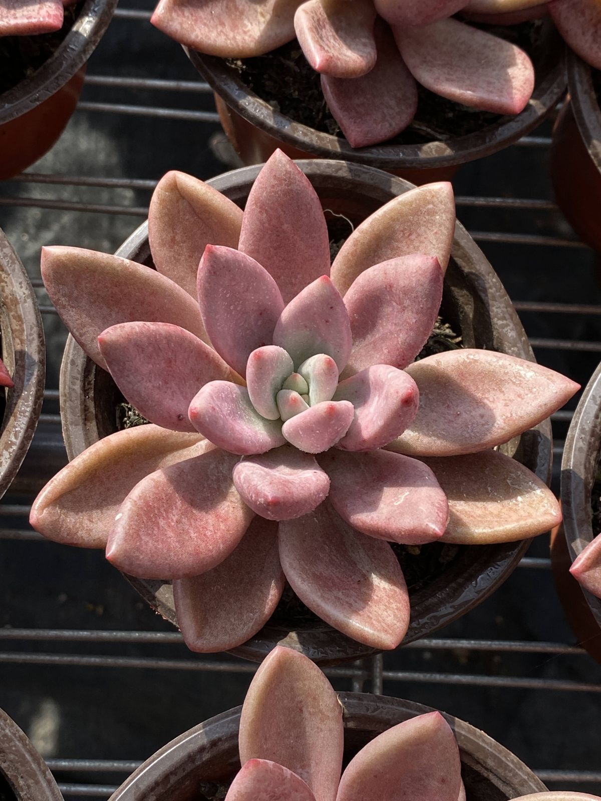 多肉植物 Z2469 トウカゲン 18株 抜き苗 エケベリア セダム