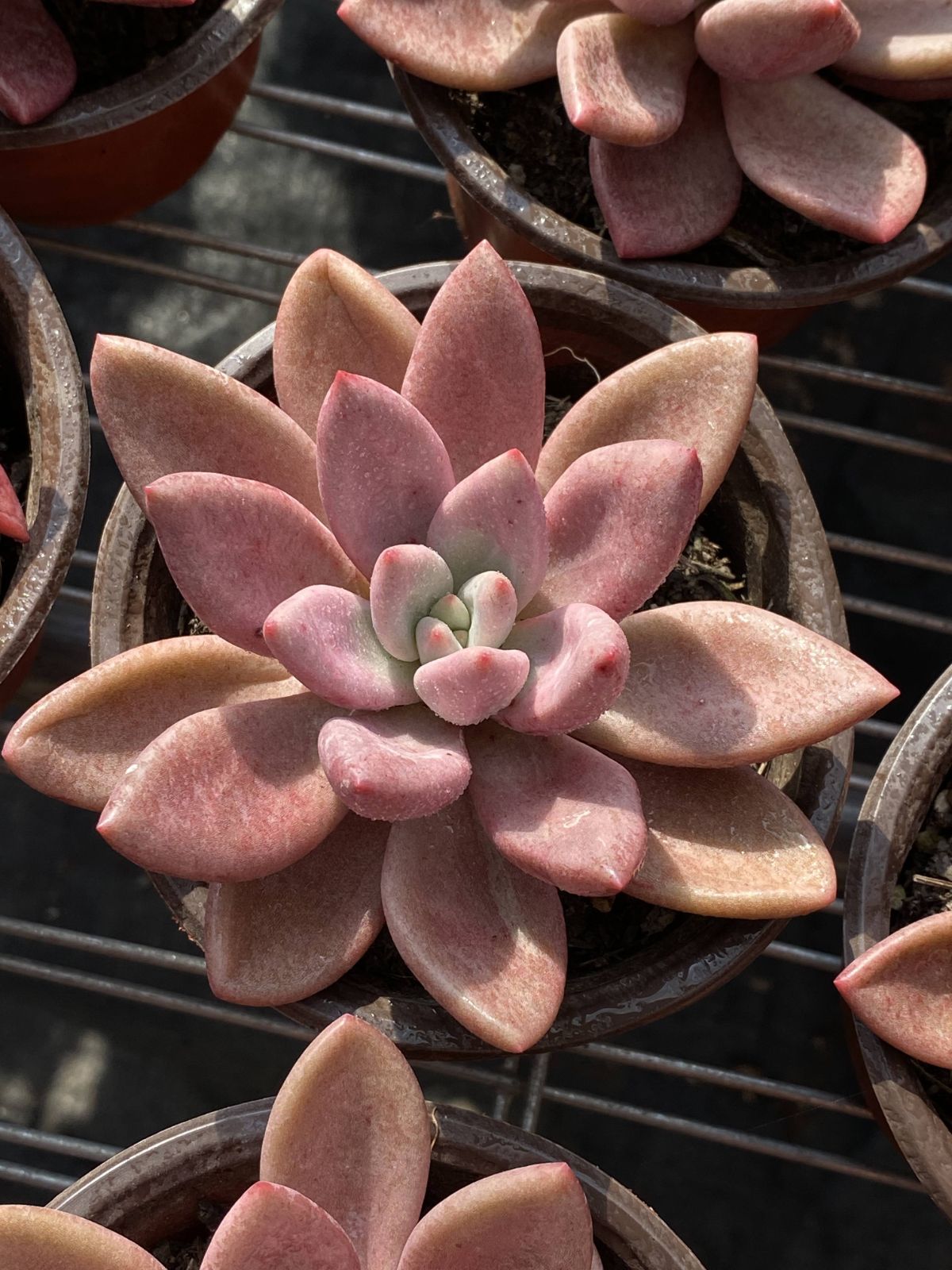 多肉植物 Z2469 トウカゲン 18株 抜き苗 エケベリア セダム