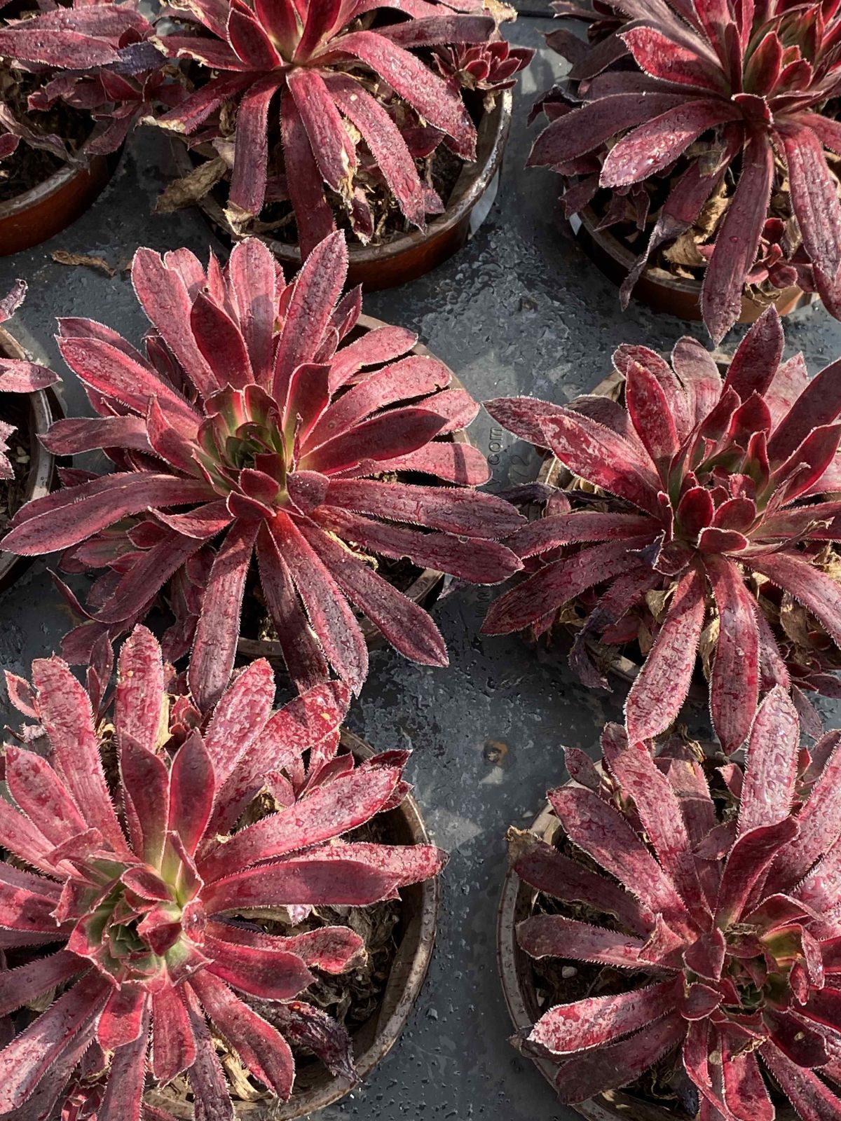 多肉植物 Z2468 クジャク 18株 抜き苗 エケベリア セダム アエオニウム