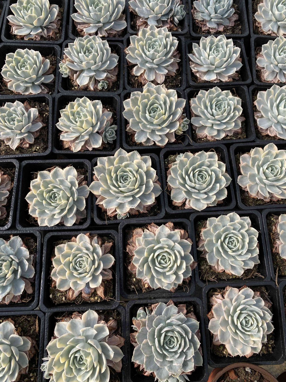 多肉植物　韓国苗　アクエリアス　大きめ　抜き苗 多肉植物 韓国苗 アクエリアス 大きめ 抜き苗