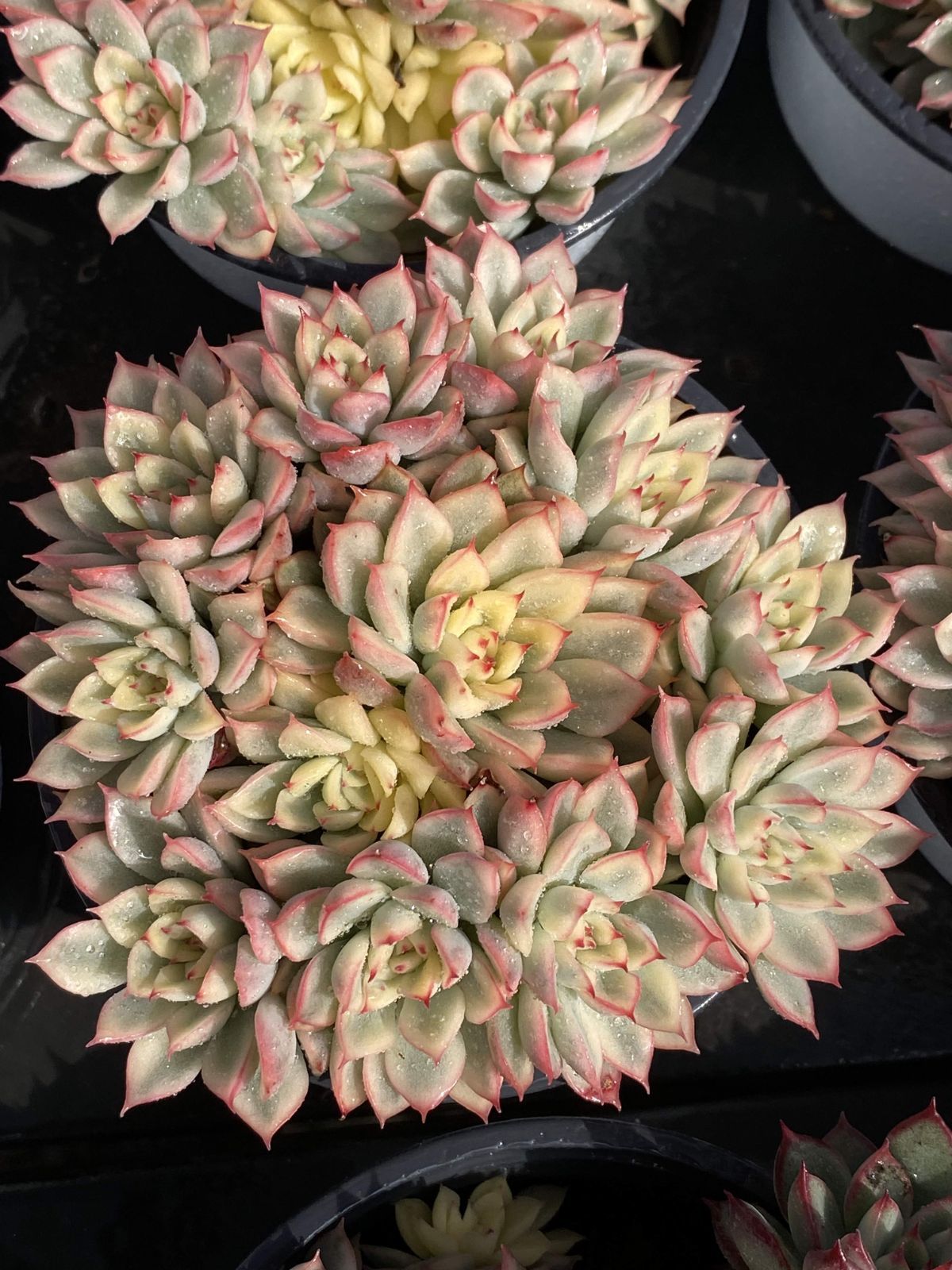 多肉植物 Z2531 メヒナニシキ 18株 抜き苗 エケベリア セダム