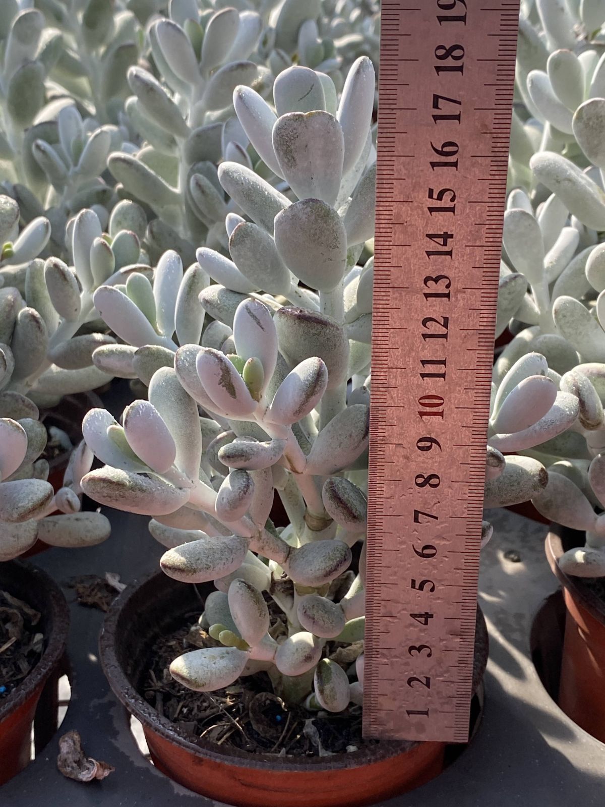 多肉植物 Z2484 ピンポンフクムスメ 18株 抜き苗 エケベリア セダム