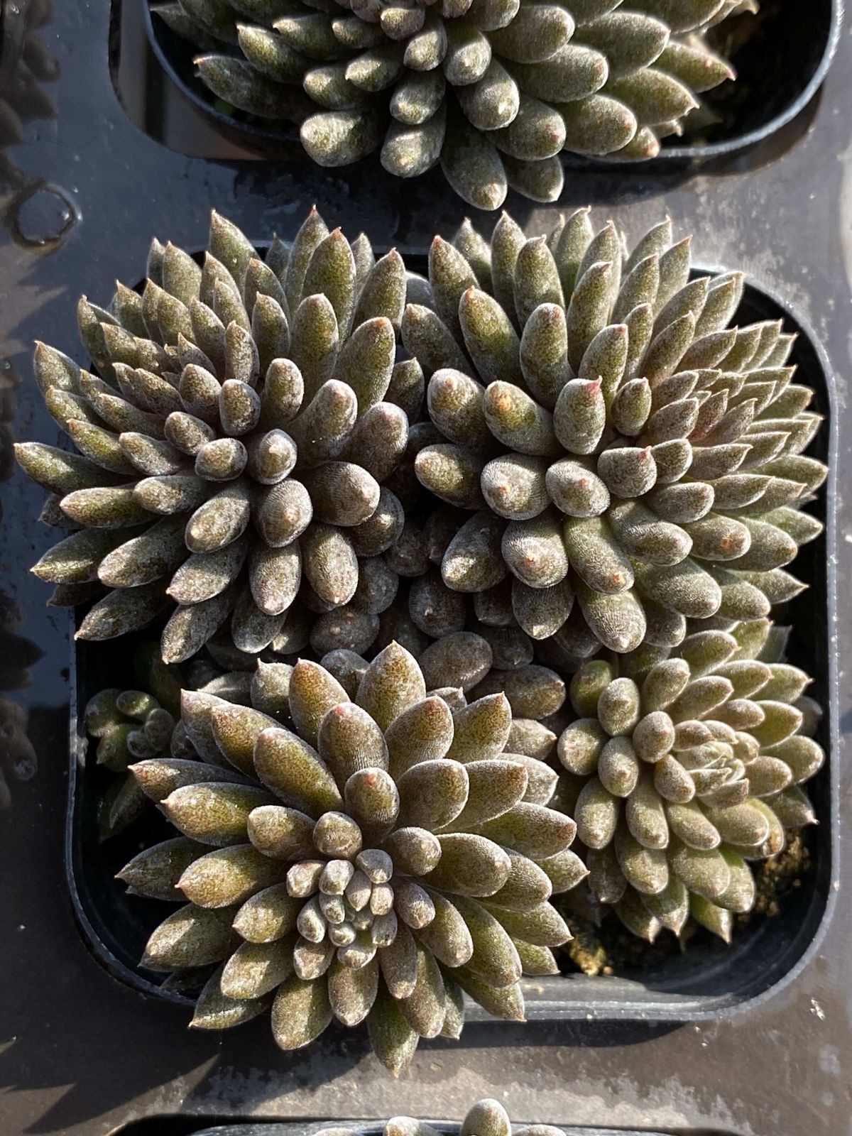 多肉植物 Z2483 デンセキレン 45株 抜き苗 エケベリア セダム