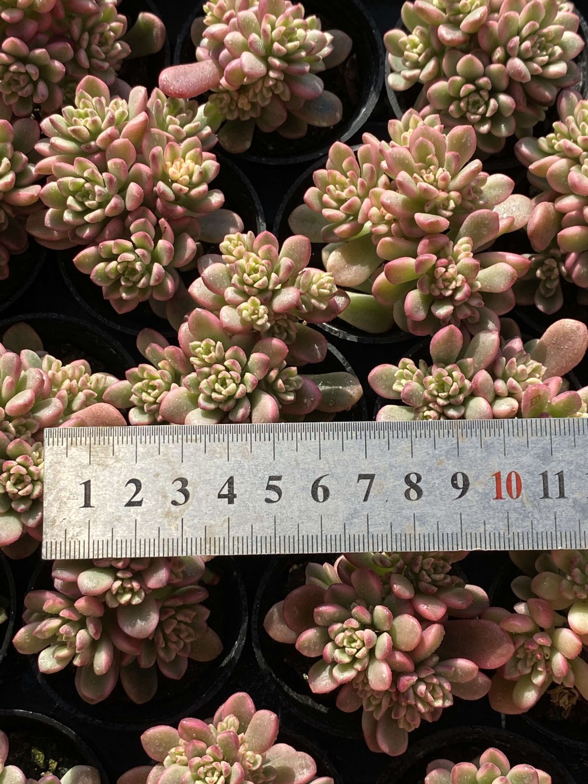 多肉植物 Z2492 タロックニシキ 54株 抜き苗 エケベリア セダム