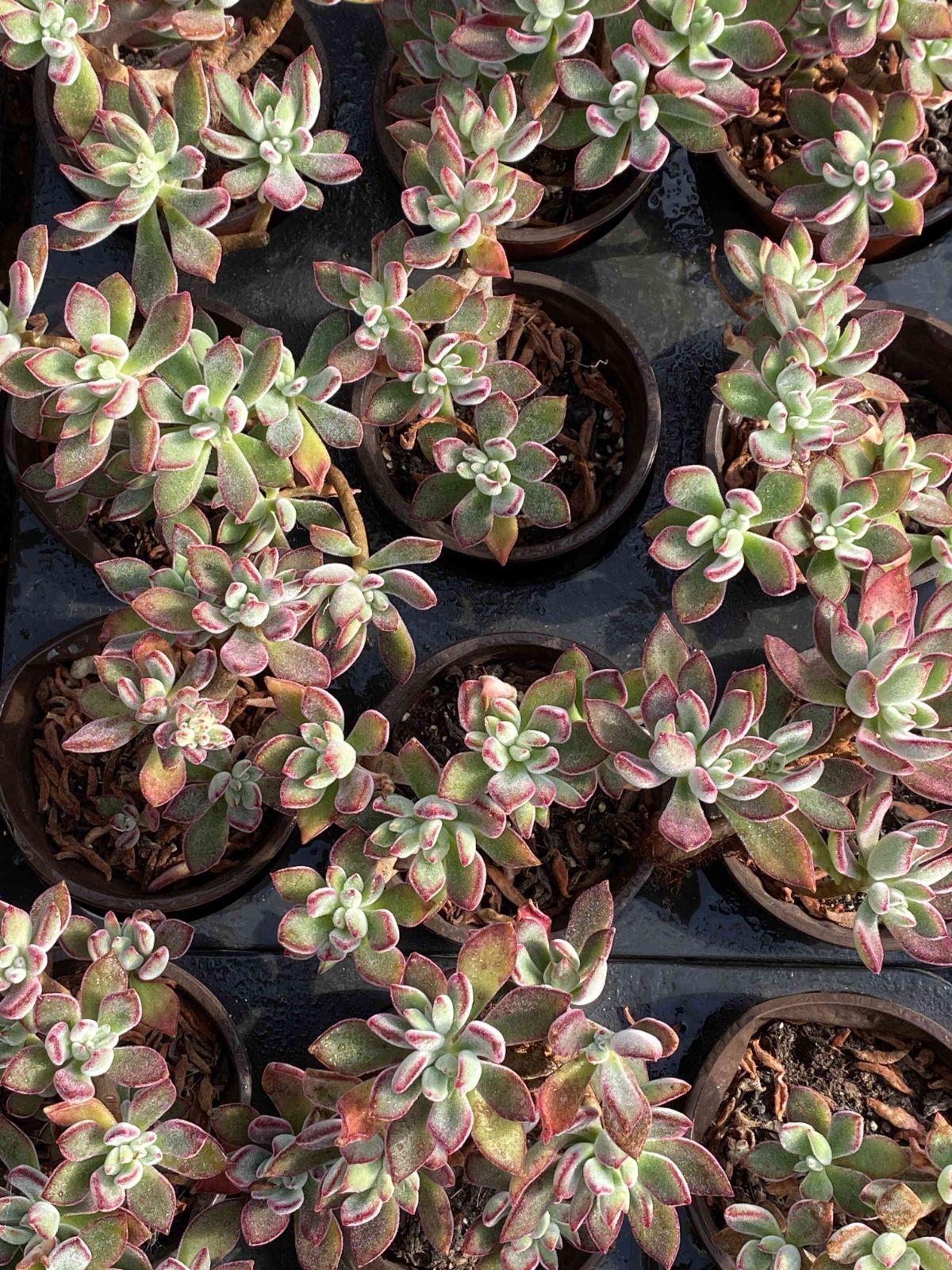 多肉植物 Z2543 ニシキテルセイ 15株 抜き苗 エケベリア セダム