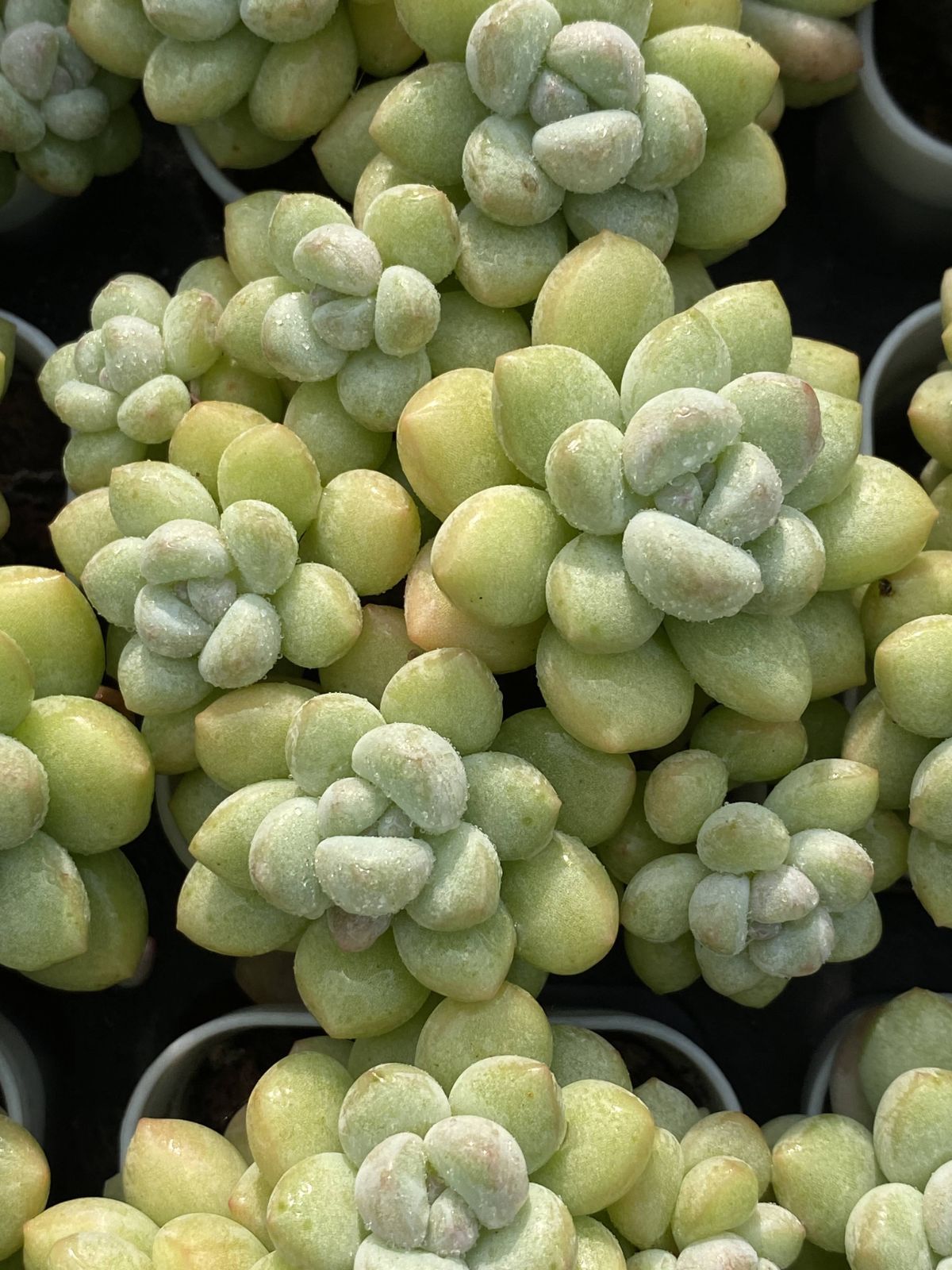 多肉植物 Z2497 バブルガム 50株 抜き苗 エケベリア セダム