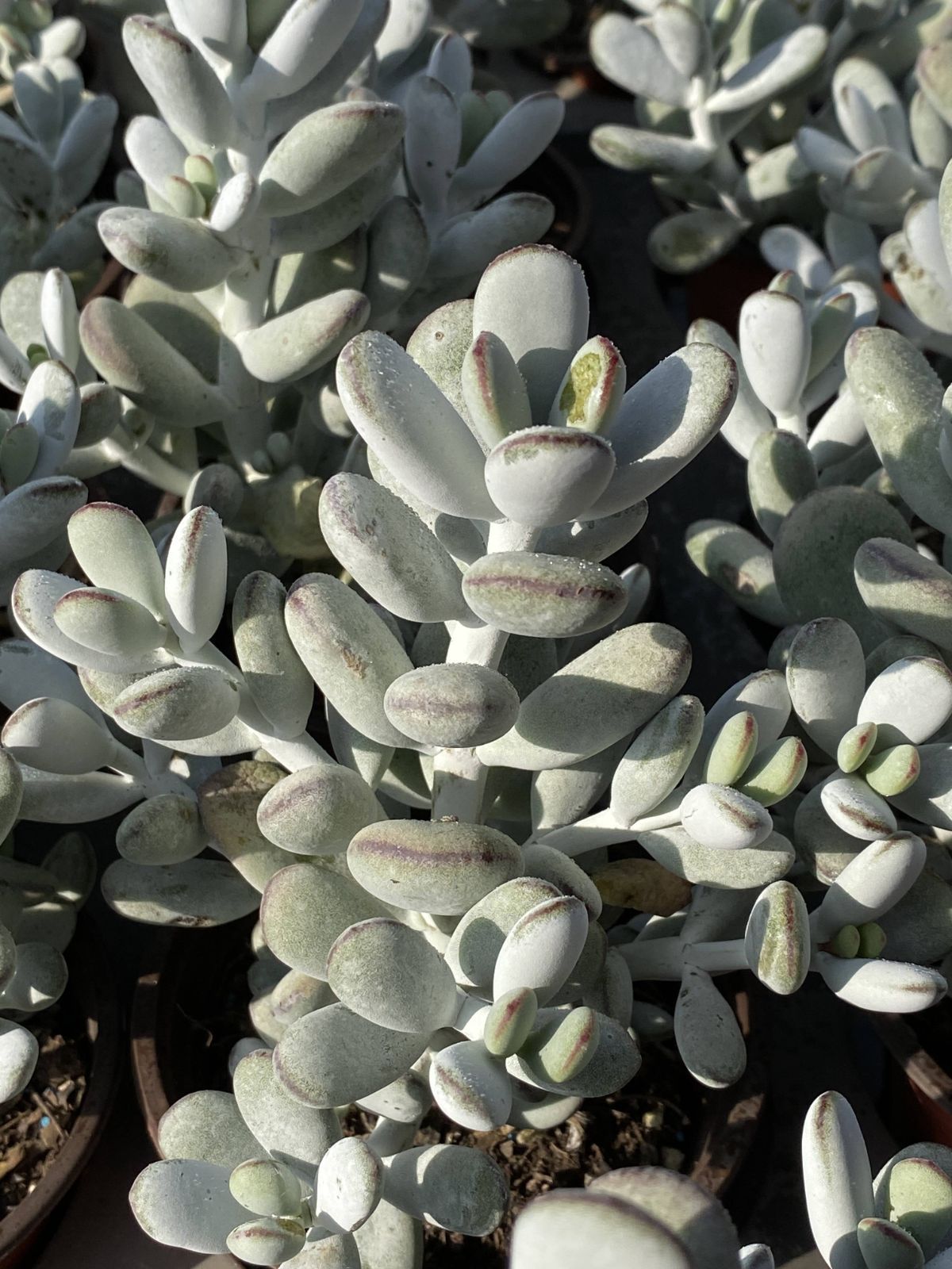 多肉植物 Z2484 ピンポンフクムスメ 18株 抜き苗 エケベリア セダム