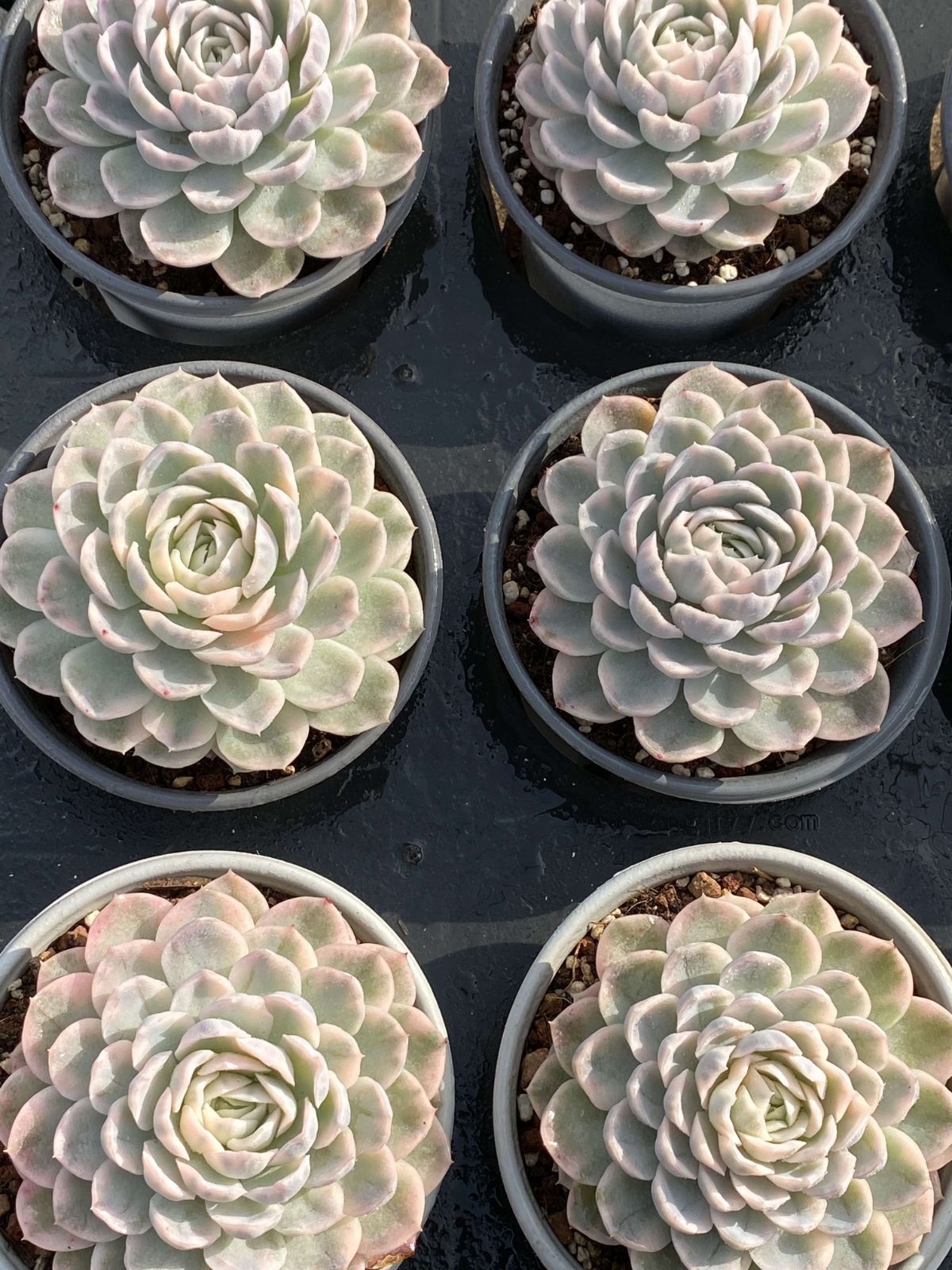 多肉植物 Z2544 メキシコオレンジセッキュウ 15株 抜き苗 エケベリア