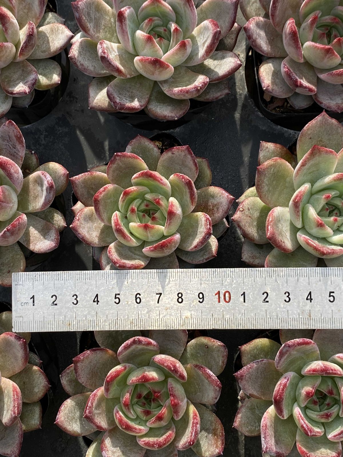 多肉植物 Z2499 ナイトメア 50株 抜き苗 エケベリア セダム