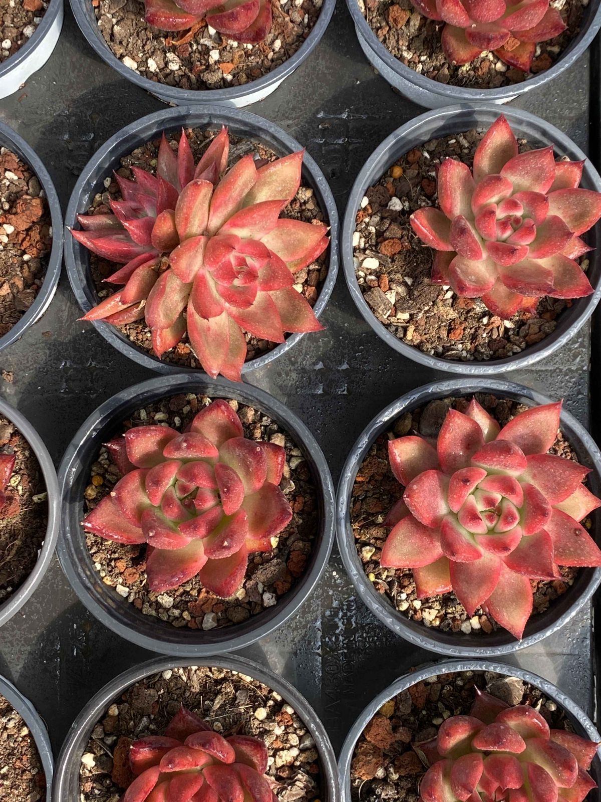 多肉植物 Z2517 フランク 18株 抜き苗 エケベリア セダム アエオニウム