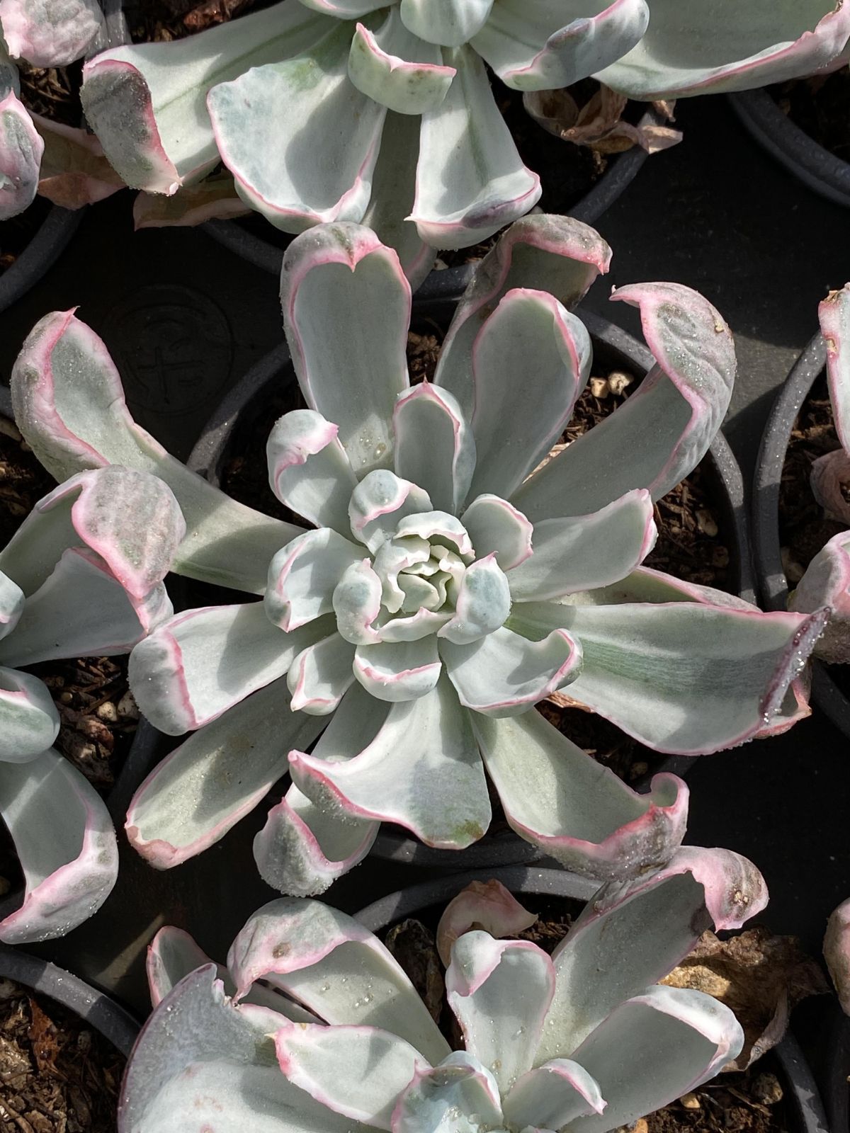 多肉植物 Z2525 バークレーニシキ 18株 抜き苗 エケベリア セダム