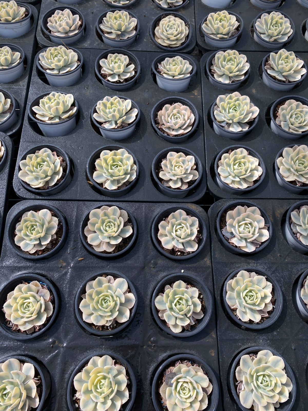 多肉植物 Z2524 ルーシーニシキ 24株 抜き苗 エケベリア セダム