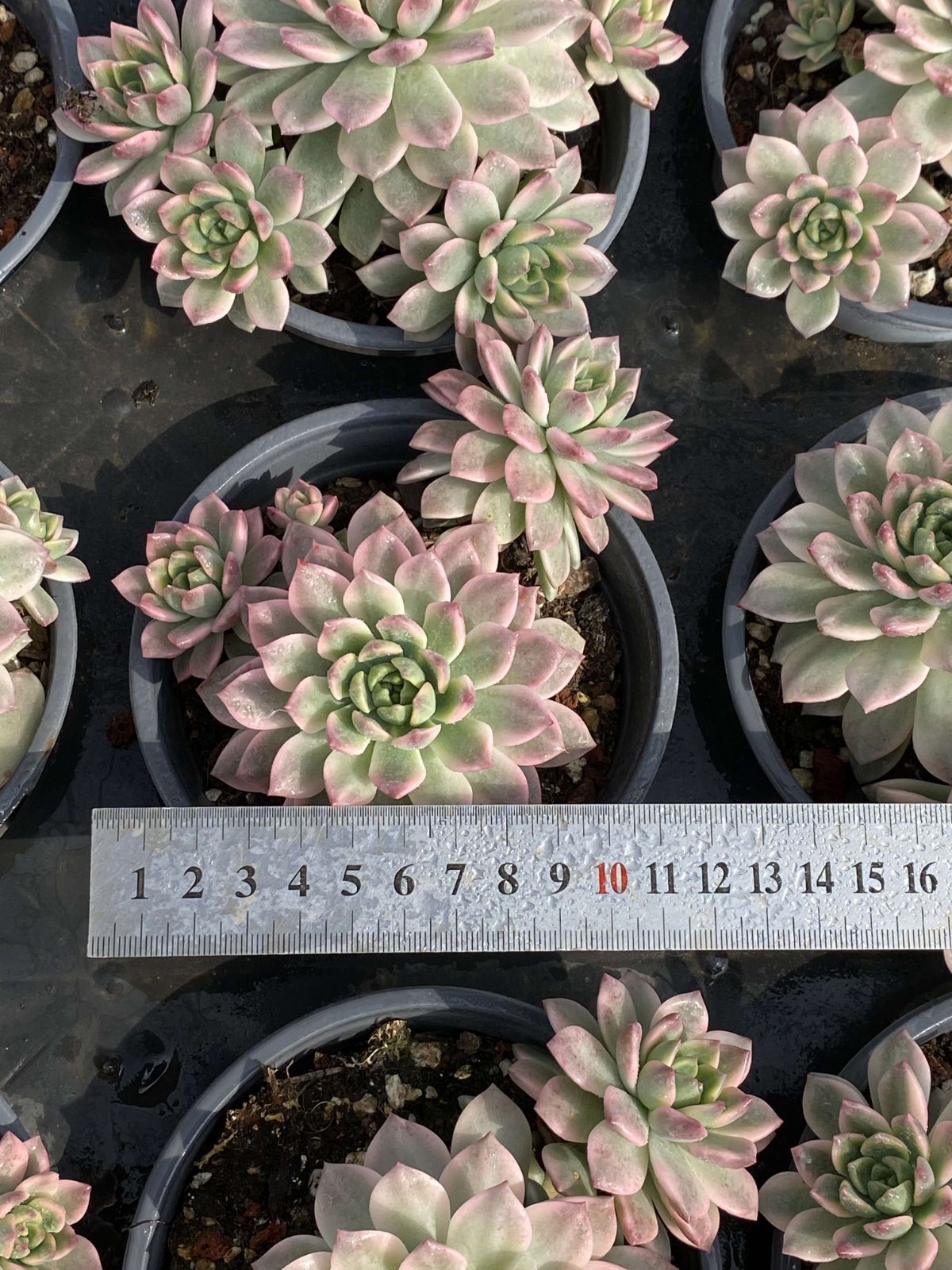 エケベリア群生 】鉢直径38センチのデカベリア7株➕20株のモッキモキ