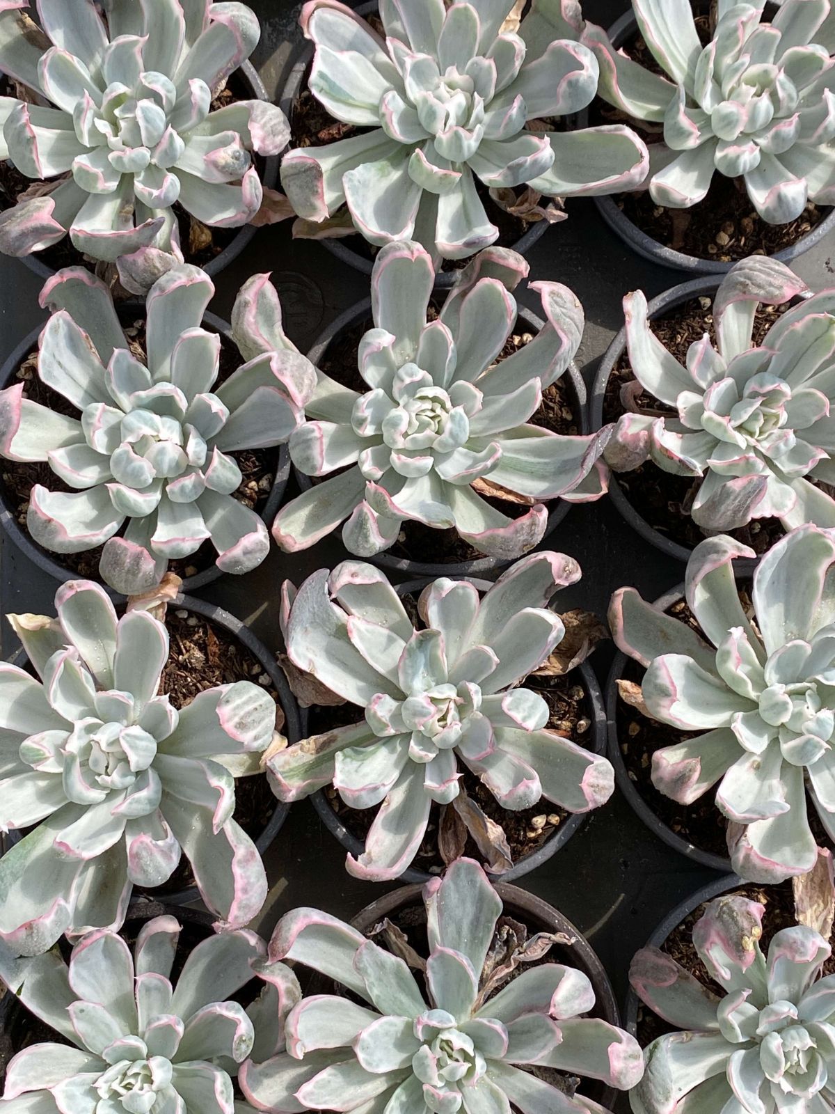 多肉　ピグレット　抜き苗 多肉植物 Z2525 バークレーニシキ 18株 抜き苗 エケベリア セダム