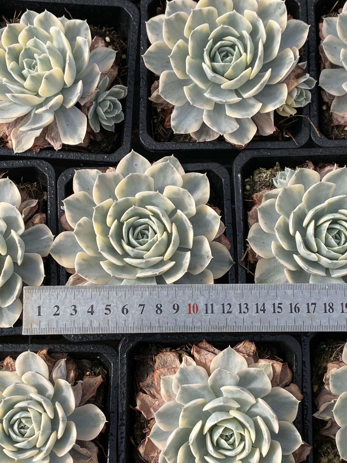 多肉植物　韓国苗　アクエリアス　大きめ　抜き苗 多肉植物 韓国苗 アクエリアス 大きめ 抜き苗