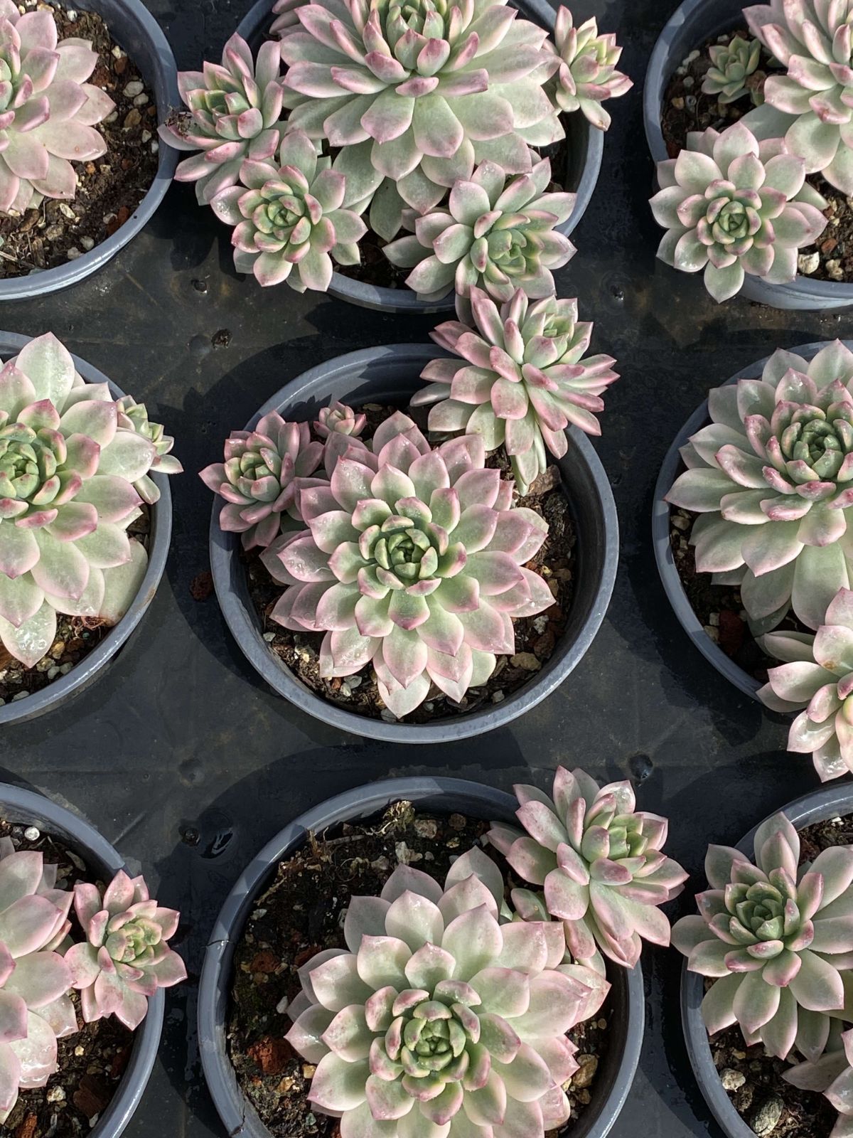 多肉植物 Z2527 マーカスニシキ 18株 抜き苗 エケベリア セダム