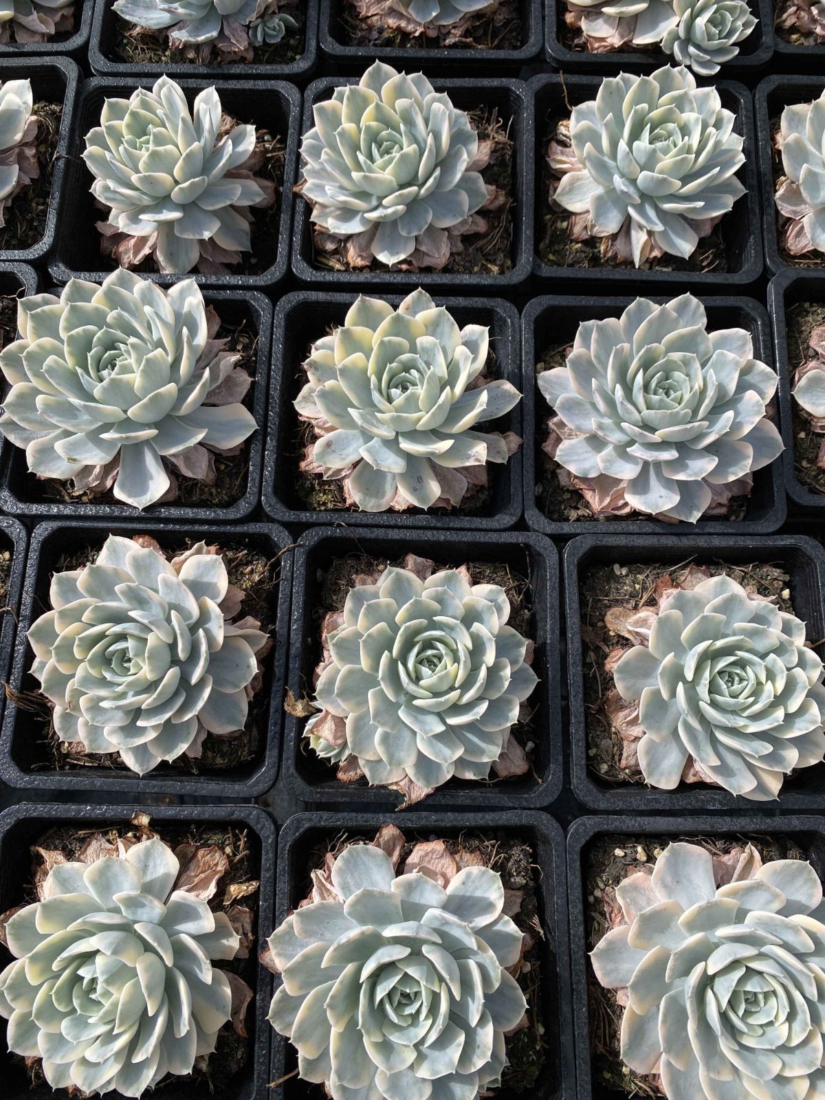 多肉植物 Z2528 ルーシュニシキ 15株 抜き苗 エケベリア セダム