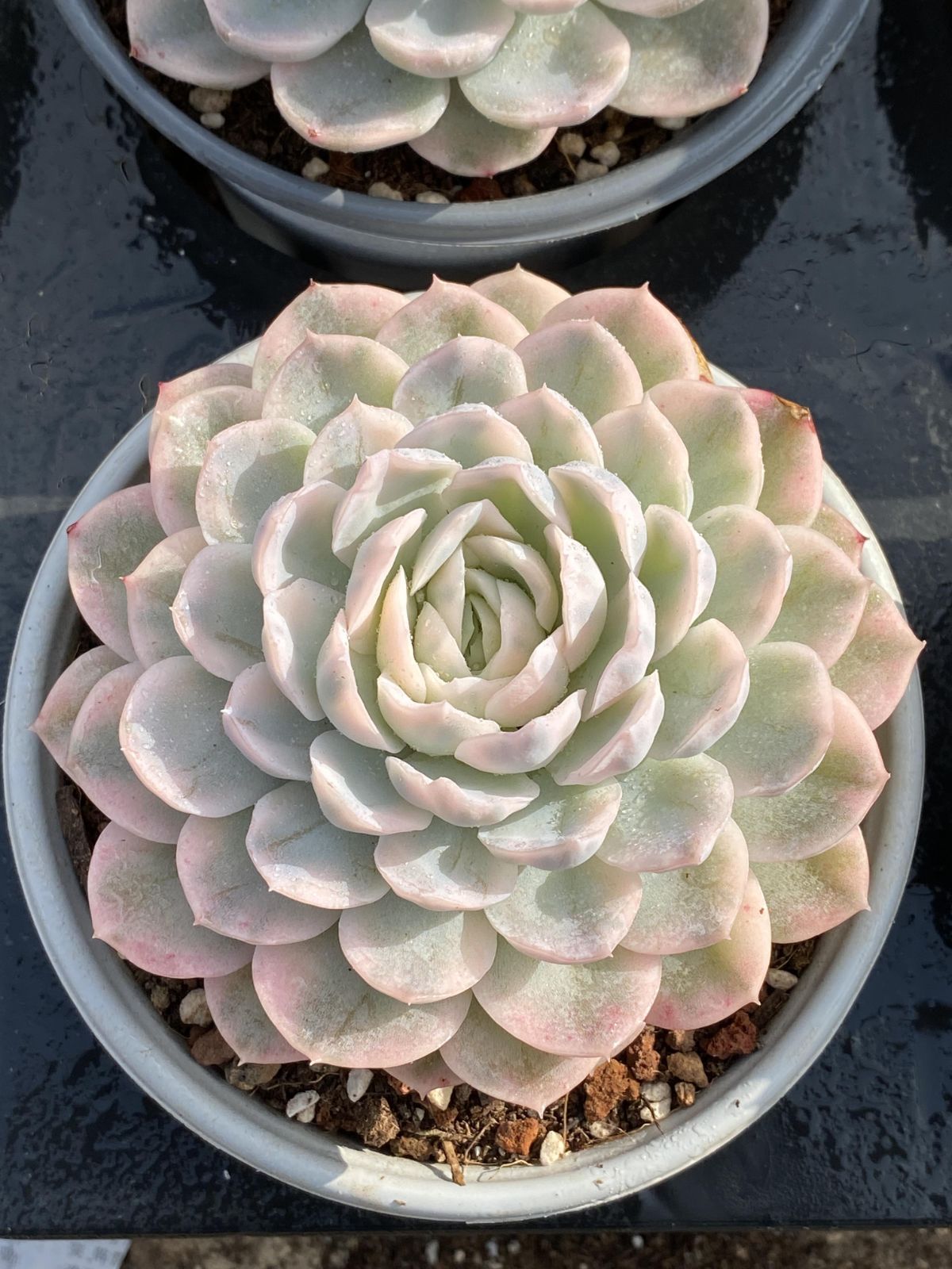 多肉植物 Z2544 メキシコオレンジセッキュウ 15株 抜き苗 エケベリア