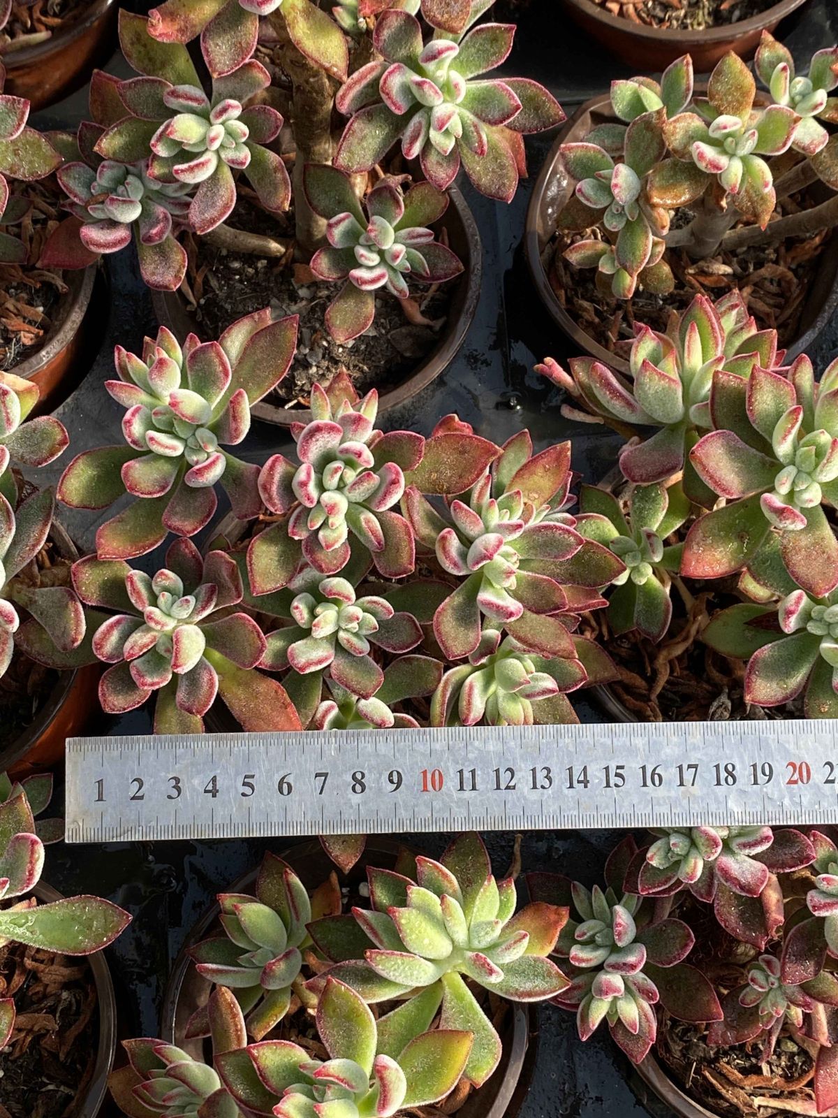 多肉植物 Z2543 ニシキテルセイ 15株 抜き苗 エケベリア セダム