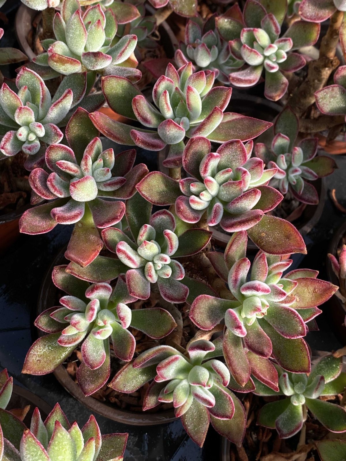 多肉植物 Z2543 ニシキテルセイ 15株 抜き苗 エケベリア セダム