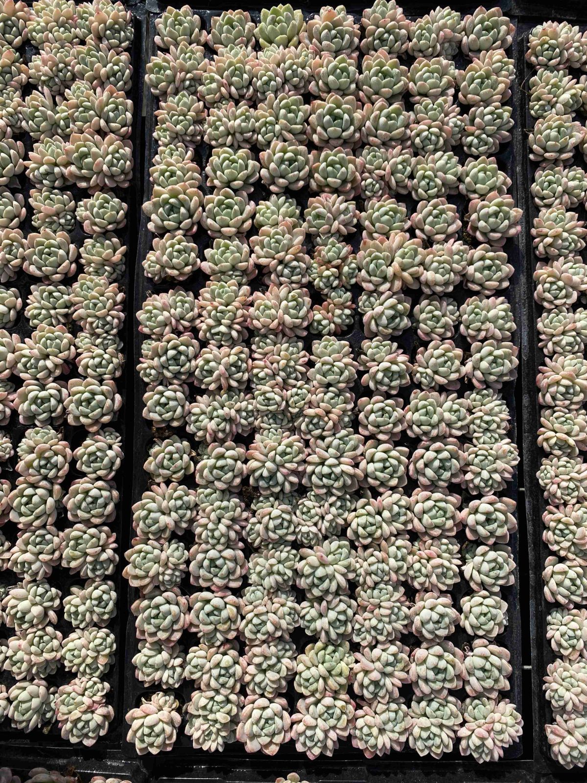 X126×105苗 ギョクカン 土付き 多肉植物 アエオニウム エケベリア