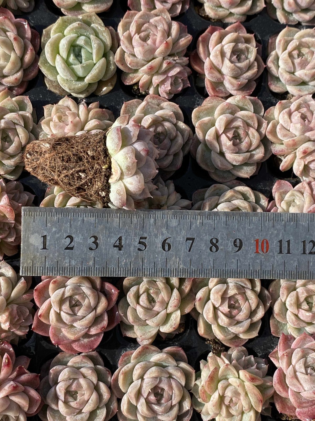 X124×105苗 ゲッシン 土付き 多肉植物 アエオニウム エケベリア