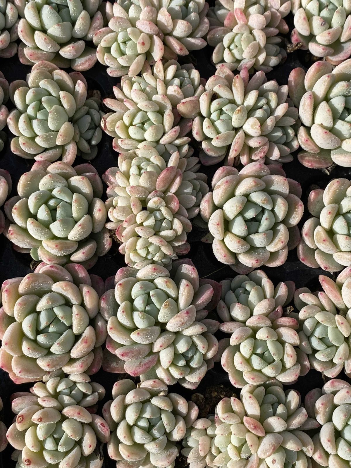 X126×105苗 ギョクカン 土付き 多肉植物 アエオニウム エケベリア