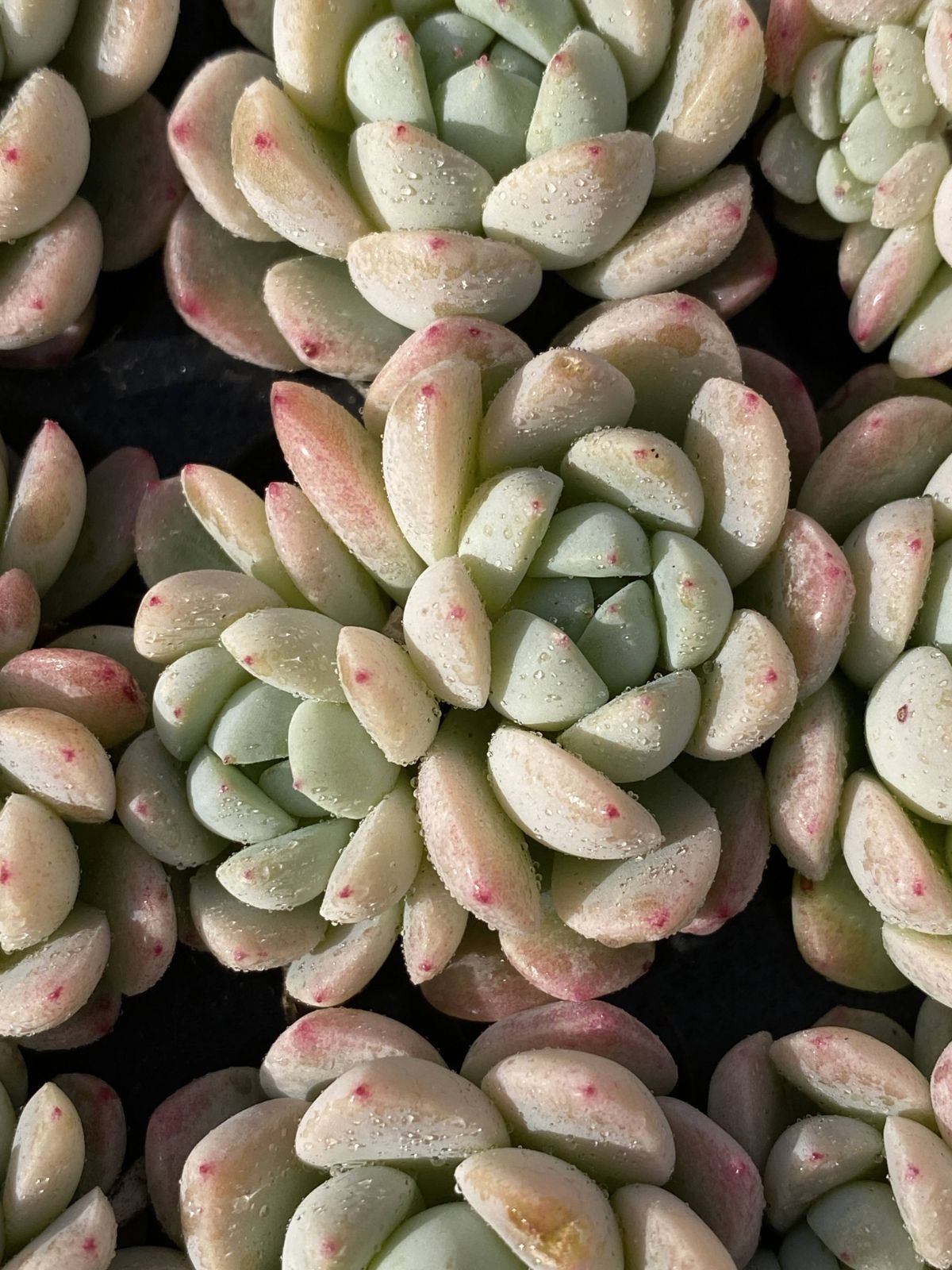 X126×105苗 ギョクカン 土付き 多肉植物 アエオニウム エケベリア