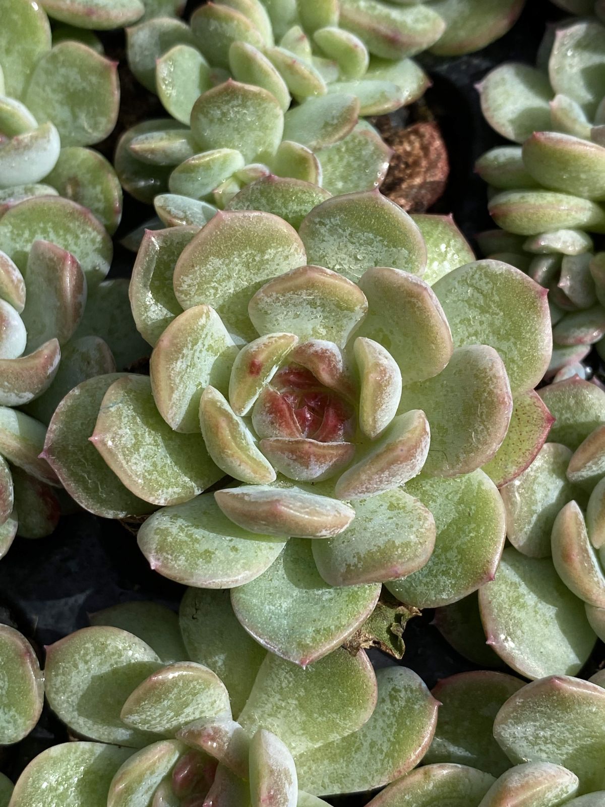 X133×105苗 スイートハートリーテツツイ 土付き 多肉植物 アエオニウム