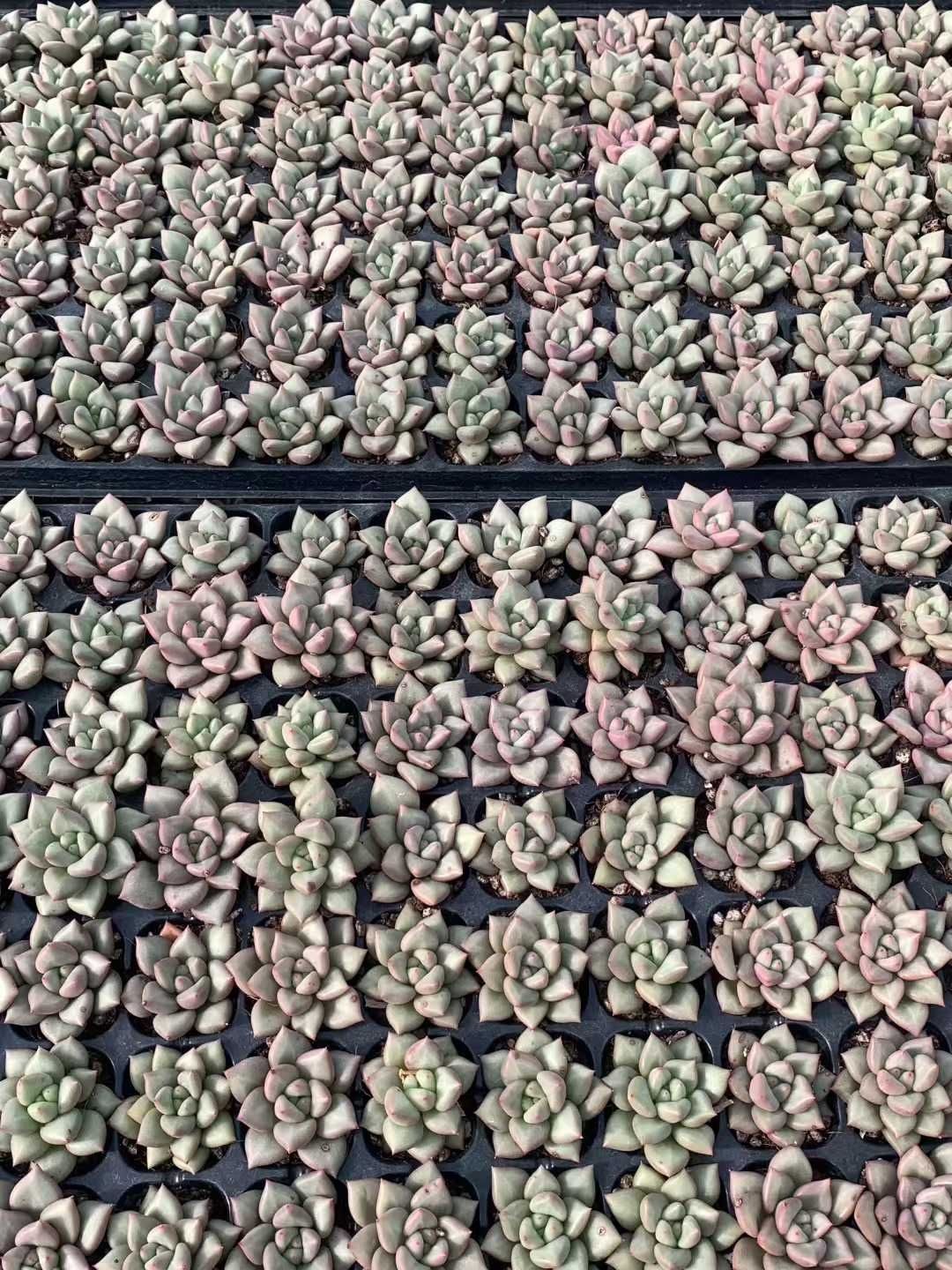 X153×105苗 ゾウゲ 土付き 多肉植物 アエオニウム エケベリア サボテン