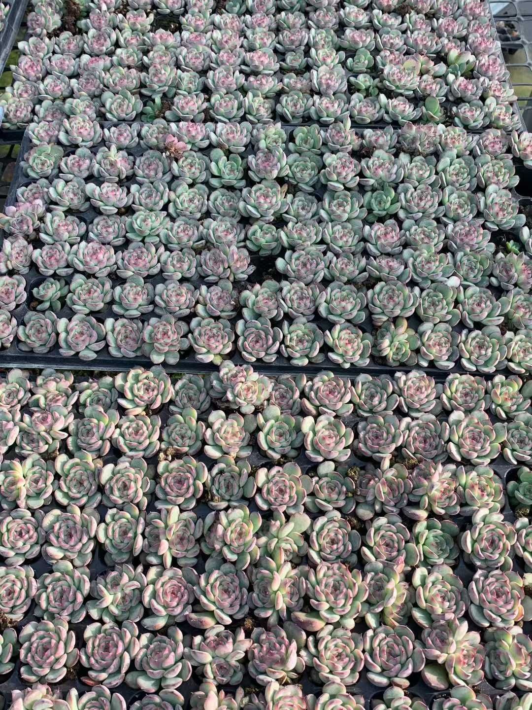 X157×105苗 マルセル 土付き 多肉植物 アエオニウム エケベリア