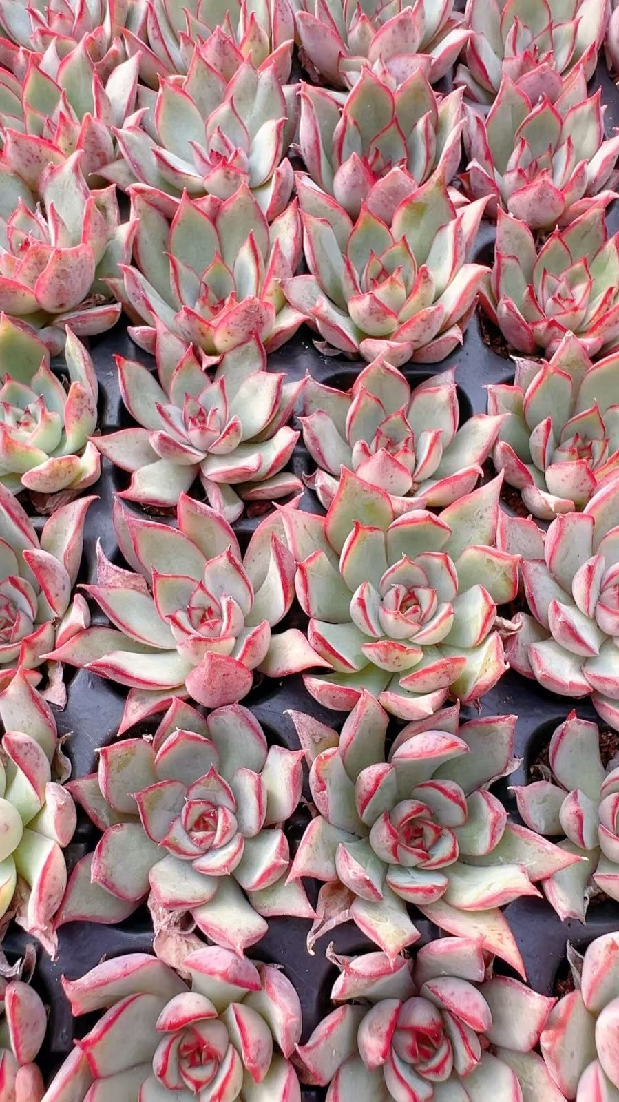 X260×105苗 ホウレントウ 土付き 多肉植物 アエオニウム エケベリア