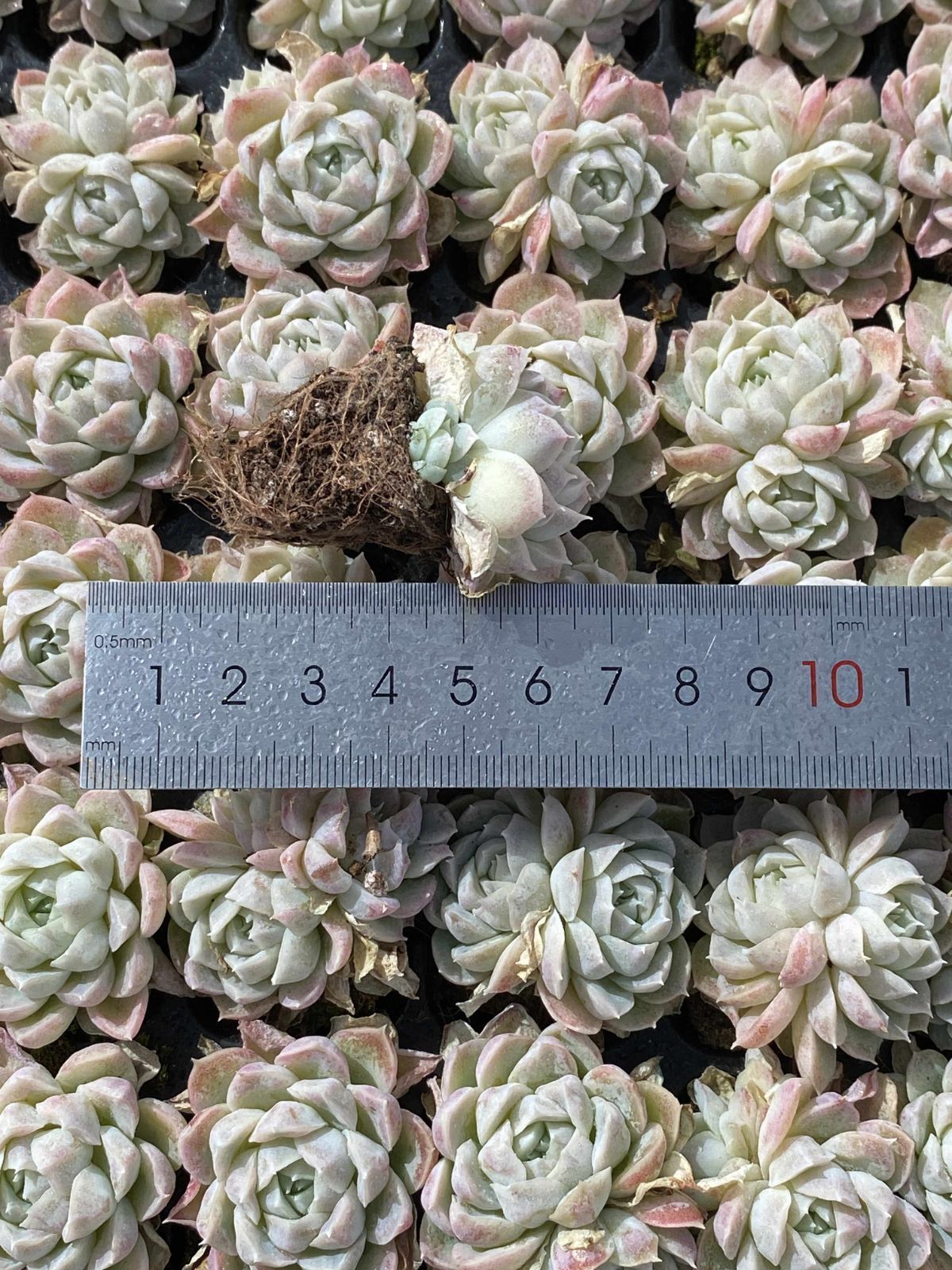 X161×105苗 クイーンセッカ 土付き 多肉植物 アエオニウム エケベリア