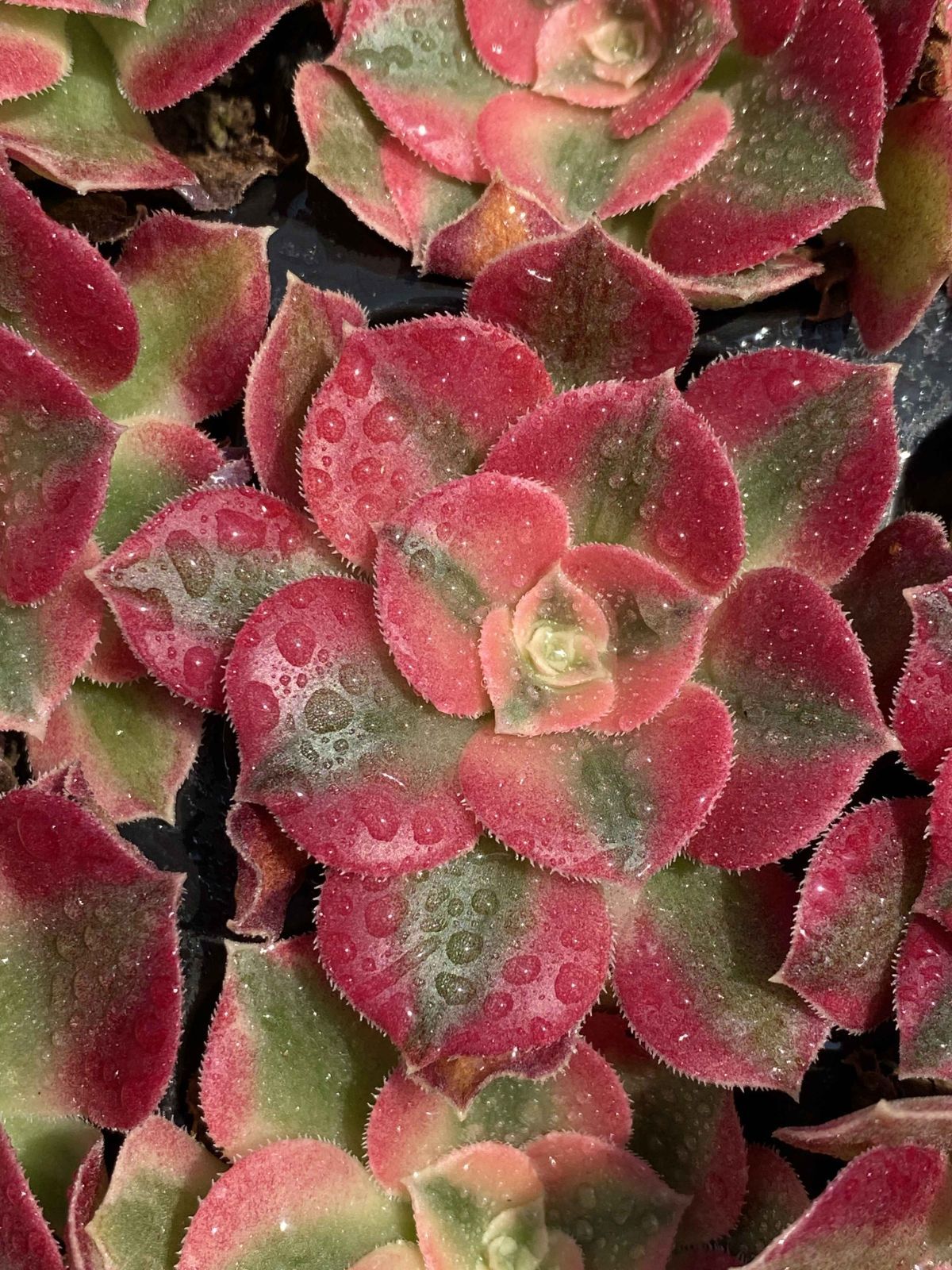 X233×72苗 ピンニュージャ 土付き 多肉植物 アエオニウム エケベリア