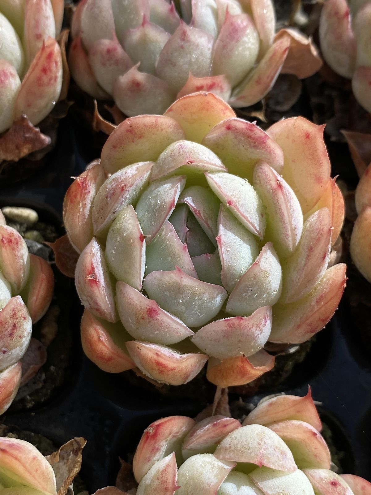 X251×105苗 ベリー 土付き 多肉植物 アエオニウム エケベリア サボテン