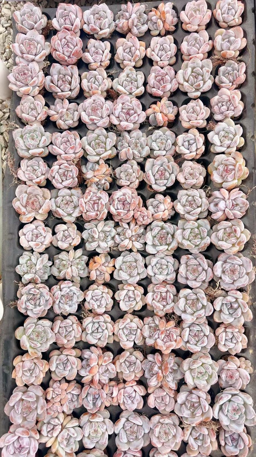 X252×105苗 ホシカゲ 土付き 多肉植物 アエオニウム エケベリア