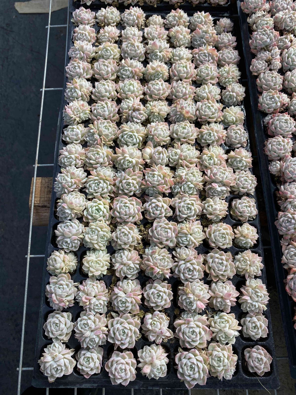 X161×105苗 クイーンセッカ 土付き 多肉植物 アエオニウム エケベリア