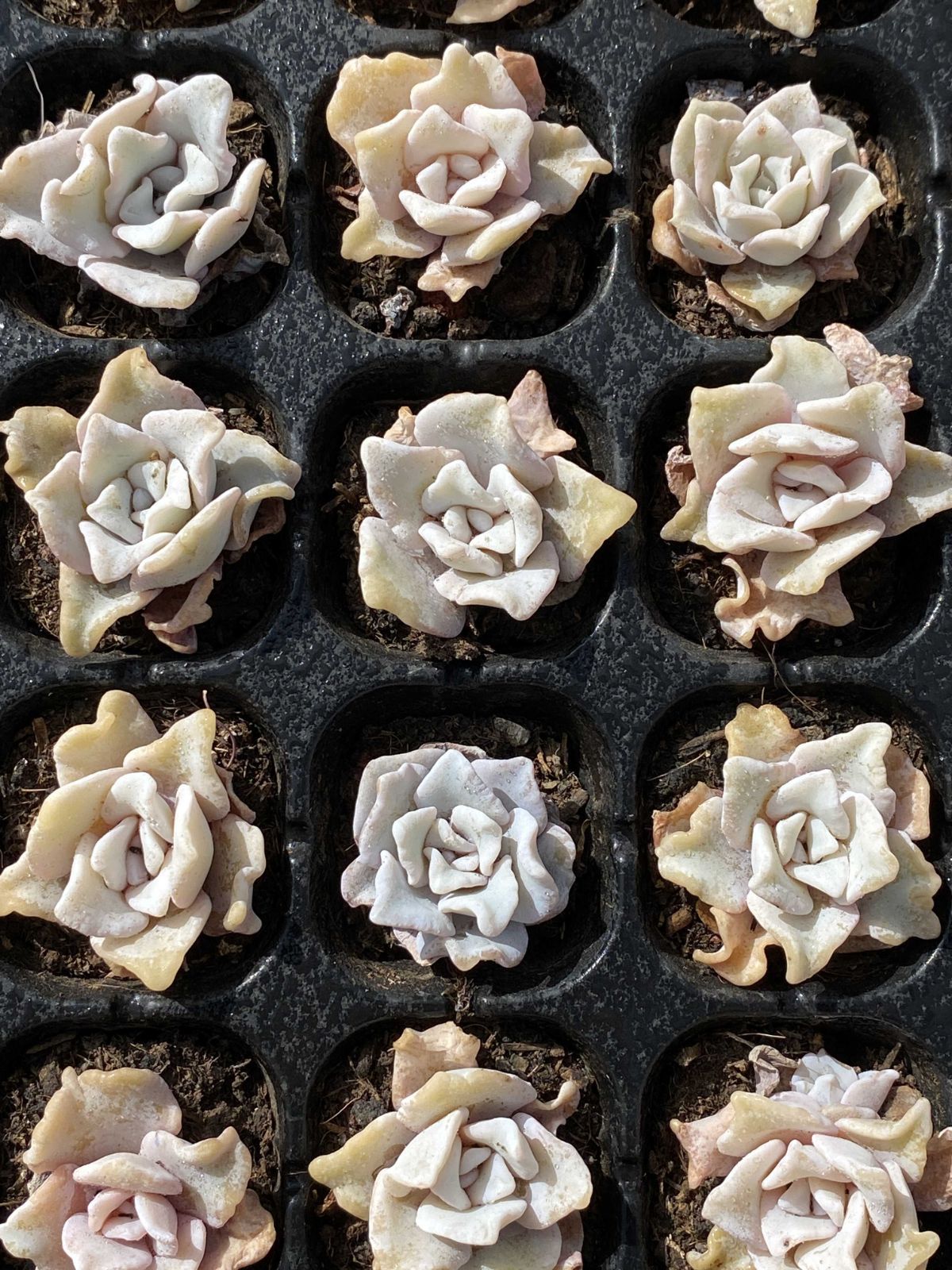 X204×72苗 シロギョウズノカワ 土付き 多肉植物 アエオニウム