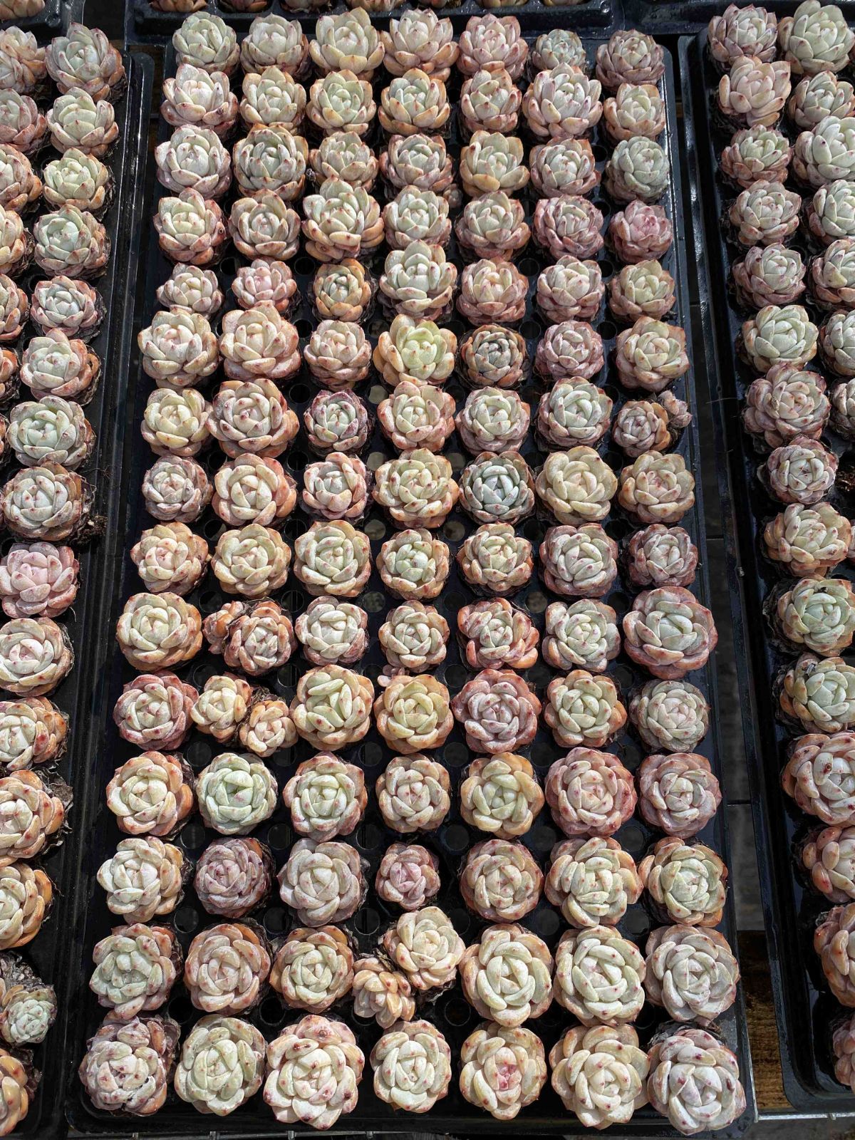 X242×105苗 オレンジム 土付き 多肉植物 アエオニウム エケベリア