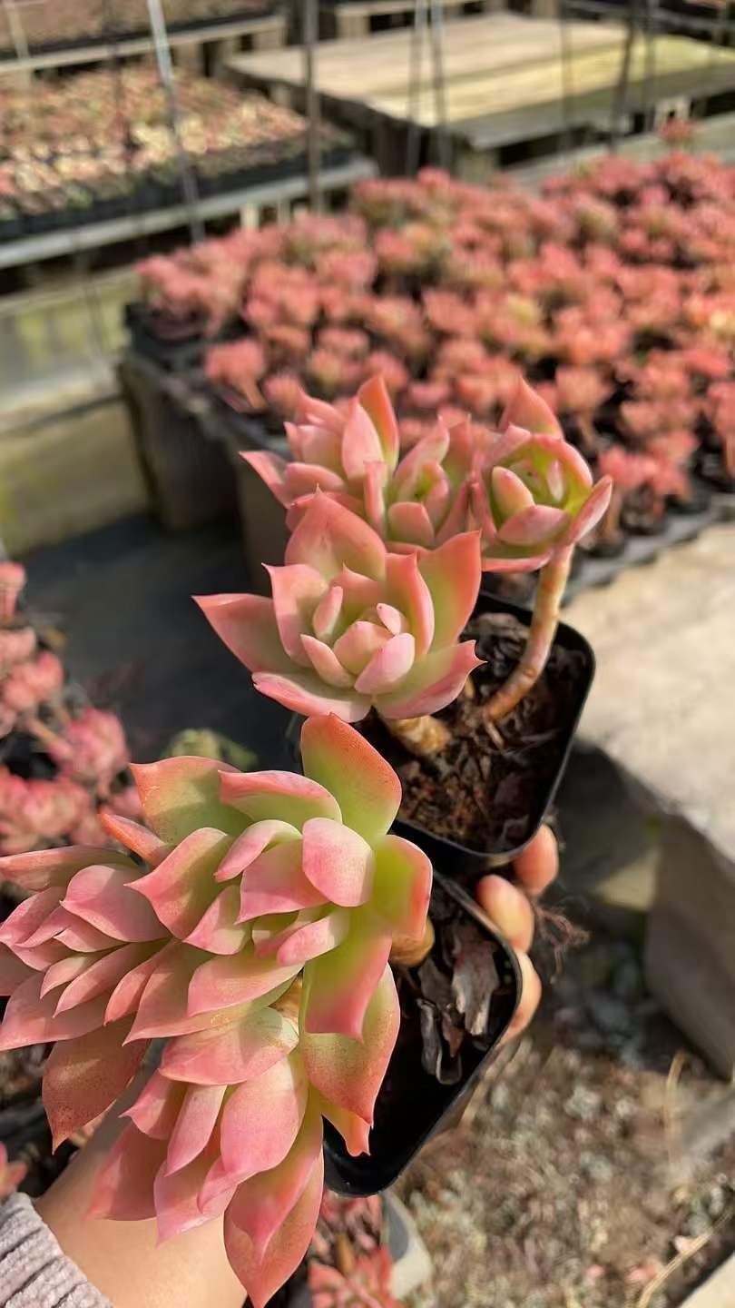 Z1062×50株 ジョイフェアリー 抜き苗 多肉植物 アエオニウム