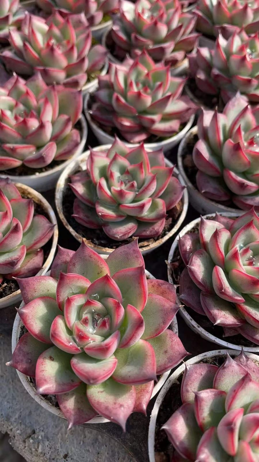 カ*す様 K1182　プロリフィカ　70株　多肉植物 抜き苗 エケベリア 韓国苗 カ*す様 K1182 プロリフィカ 70株 多肉植物 抜き苗 エケベリア 韓国苗