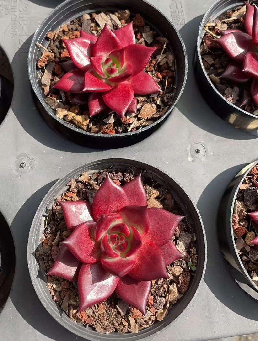 エ*肉様 Z917レッドライト50苗 抜き苗 多肉植物 エケベリア サボテン 韓 Z1000×12株 レッドソウル 抜き苗 多肉植物 アエオニウム エケベリア