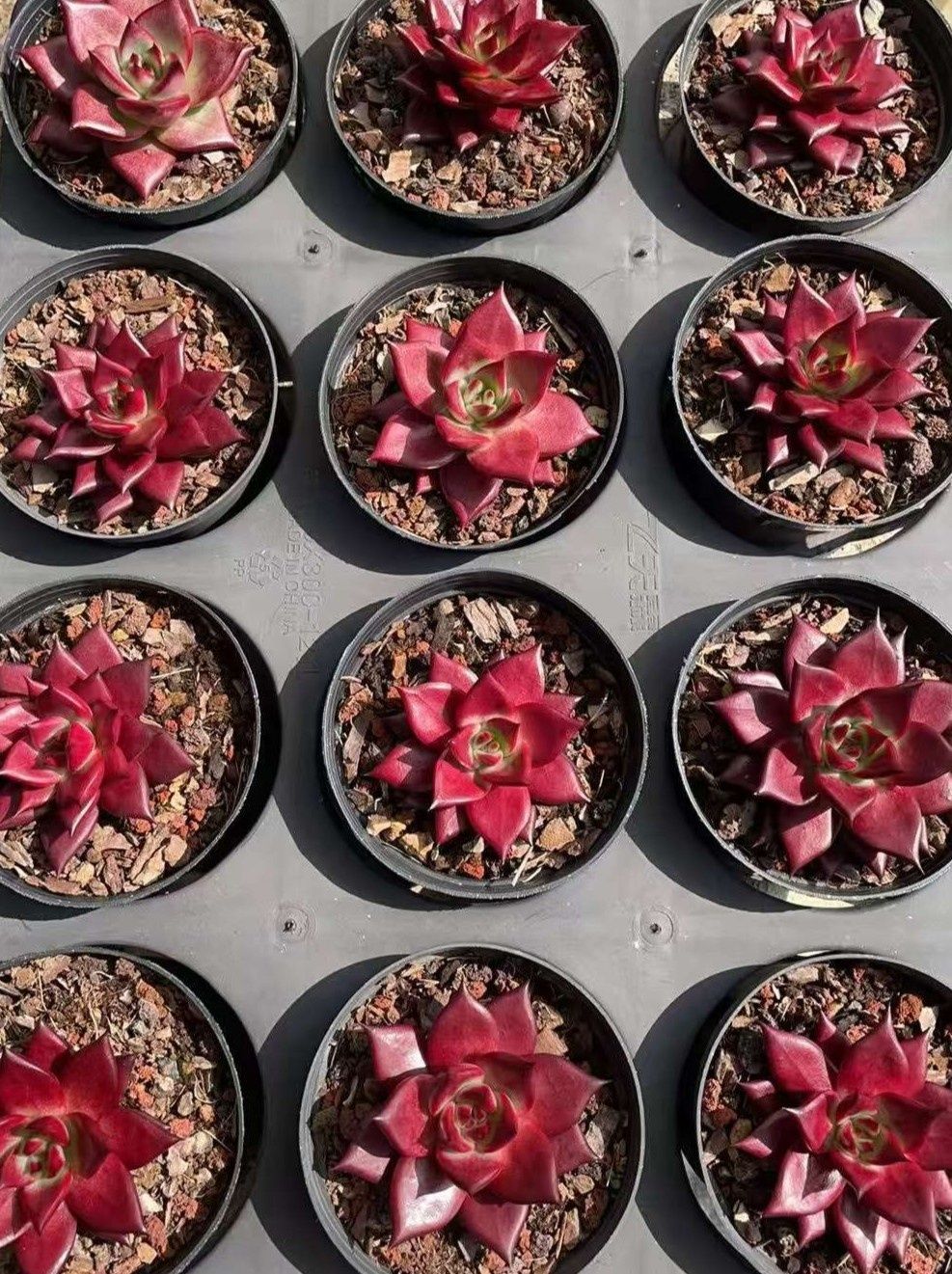 エ*肉様 Z917レッドライト50苗 抜き苗 多肉植物 エケベリア サボテン